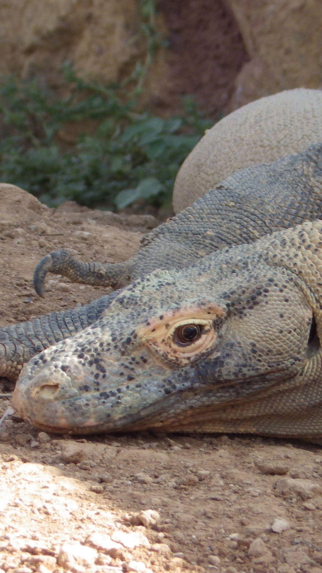 1080x1920 Animal Komodo Dragon (1080x1920) Wallpaper