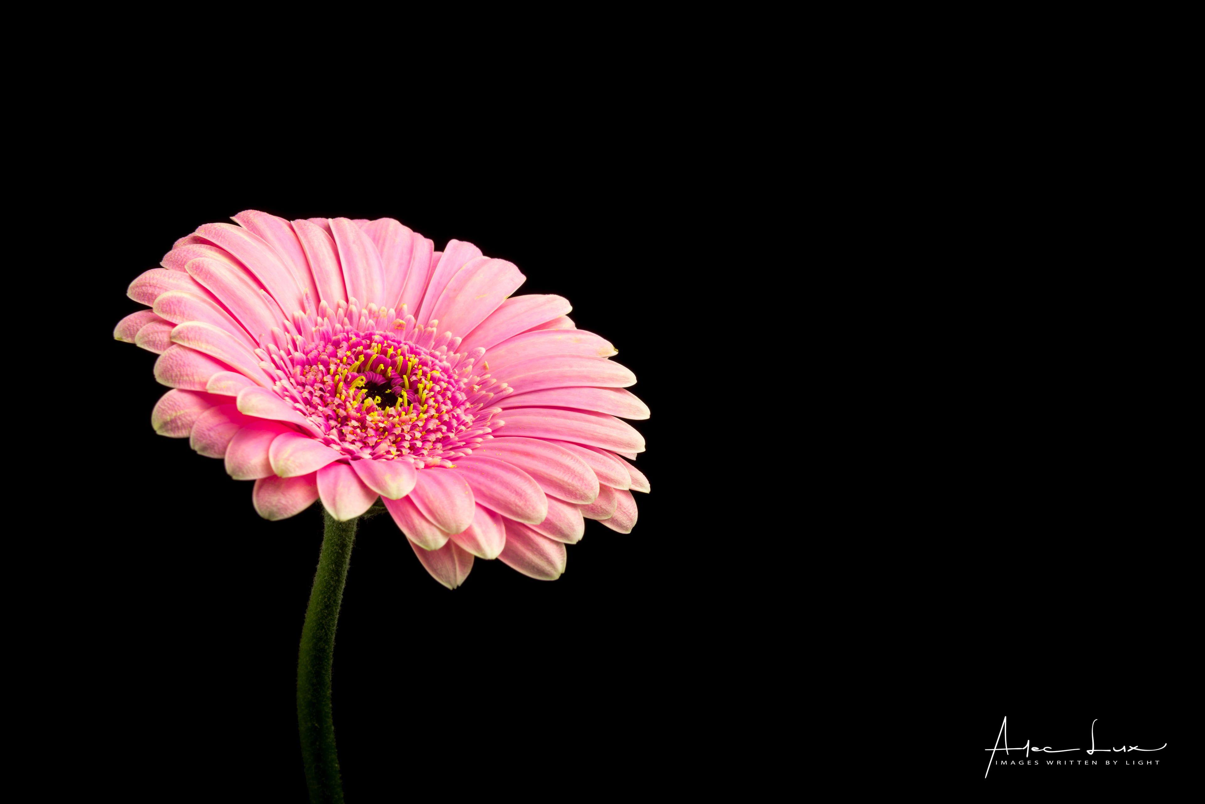 Gerbera Wallpapers Top Free Gerbera Backgrounds Wallpaperaccess 