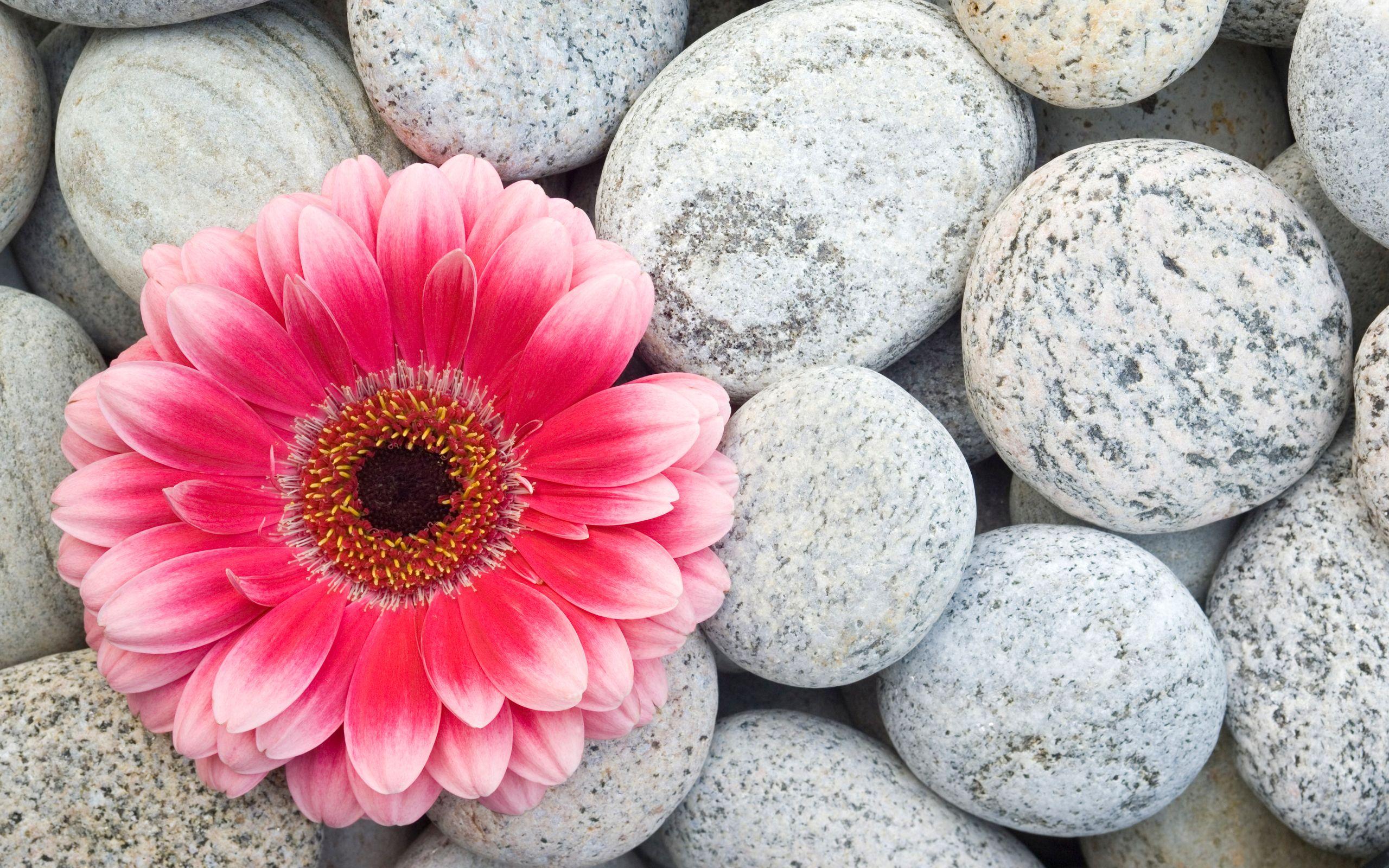 Crisp Gerbera Seeds Wallpaper Digital Art Crisp Gerbera Seeds Wallpaper Digital Art