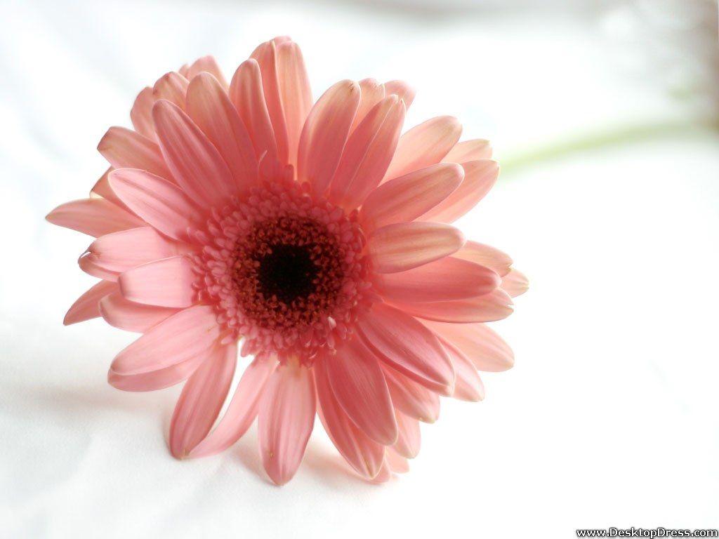 1024x768 Free download Desktop Wallpaper Flowers Background Pink Gerbera