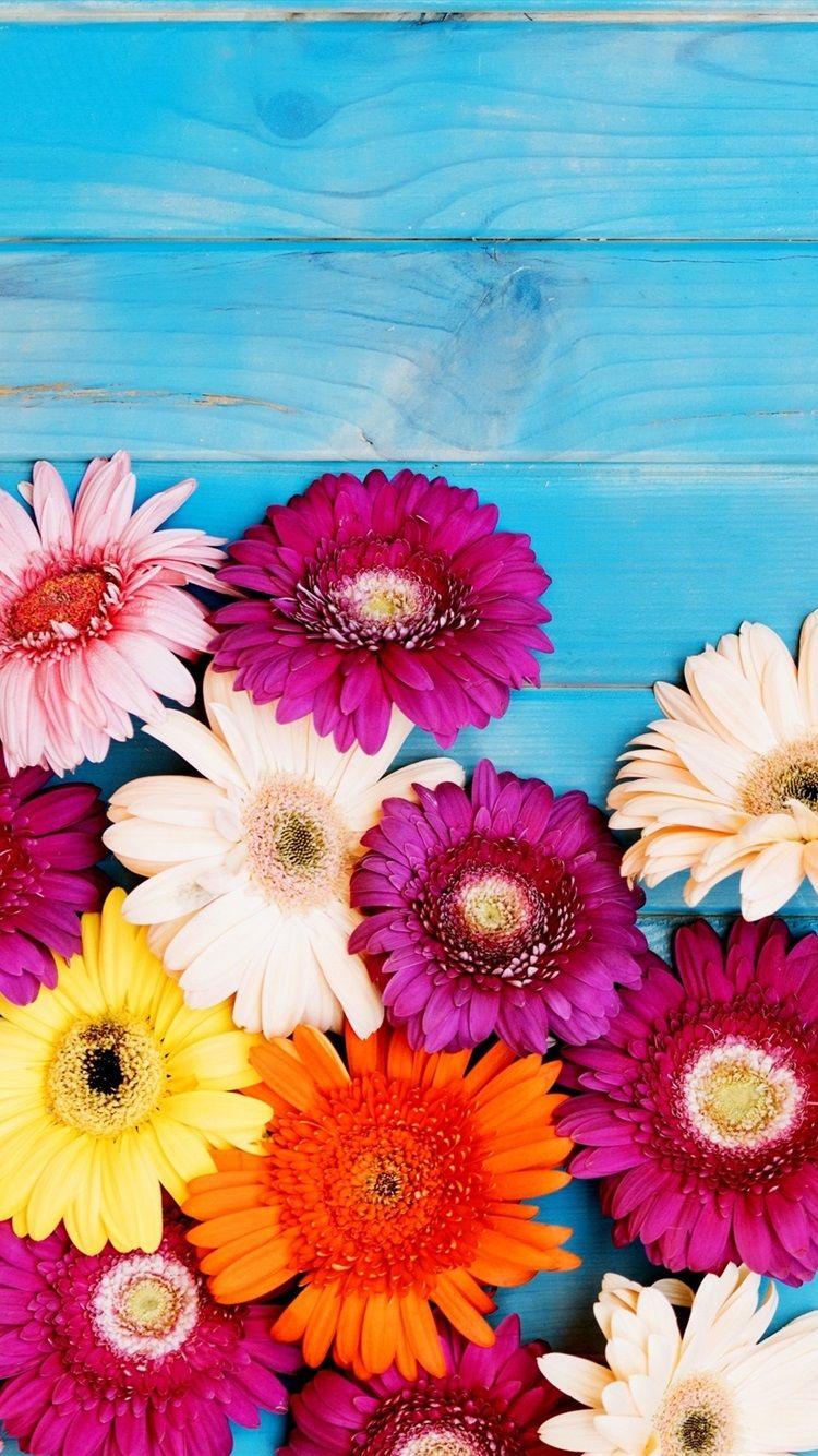 750x1334 Colorful Gerbera Flowers, Blue Background 750x1334 IPhone 8 7 6 6S