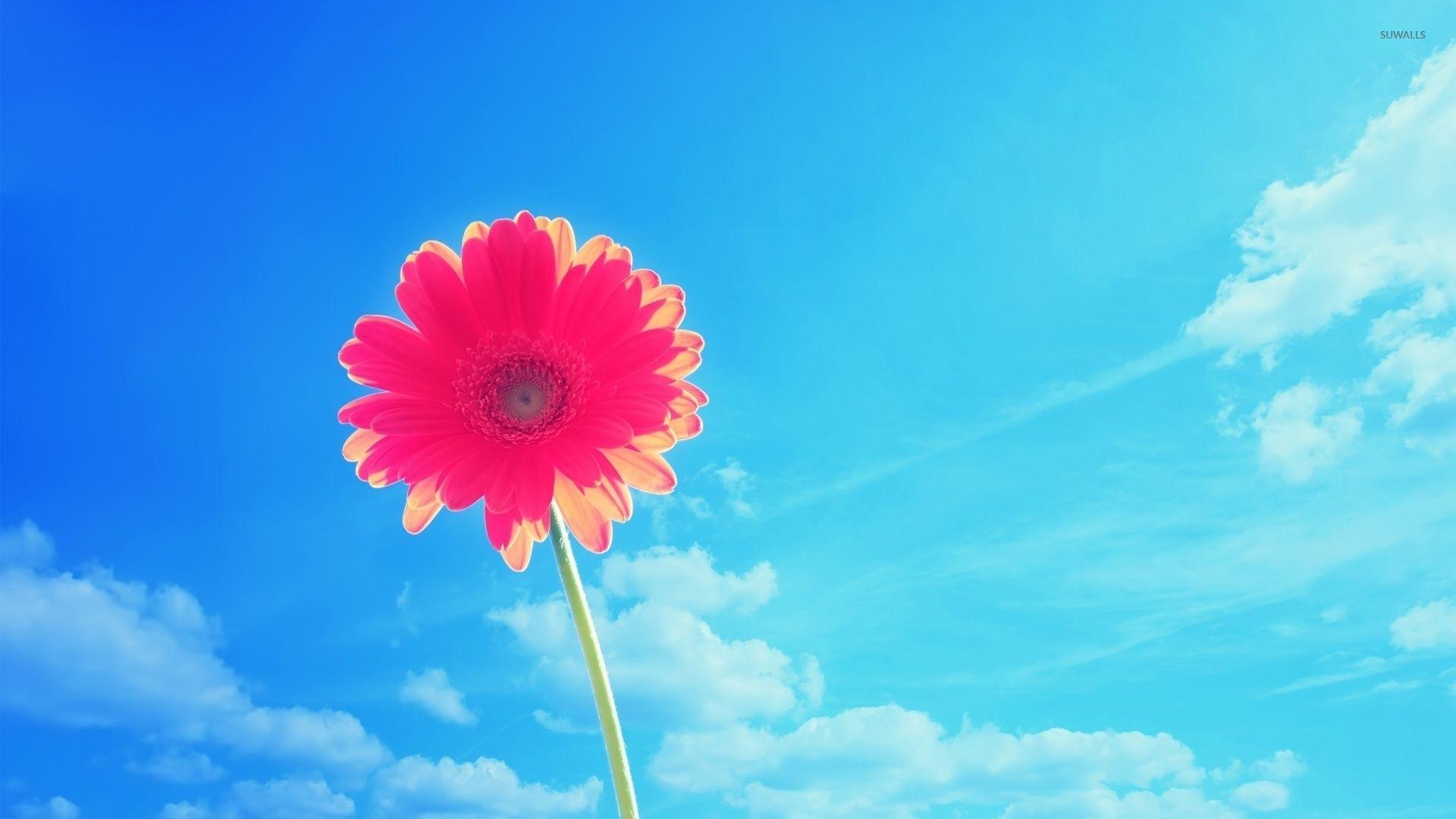 1920x1080 Beautiful gerbera rising towards the sky wallpaper