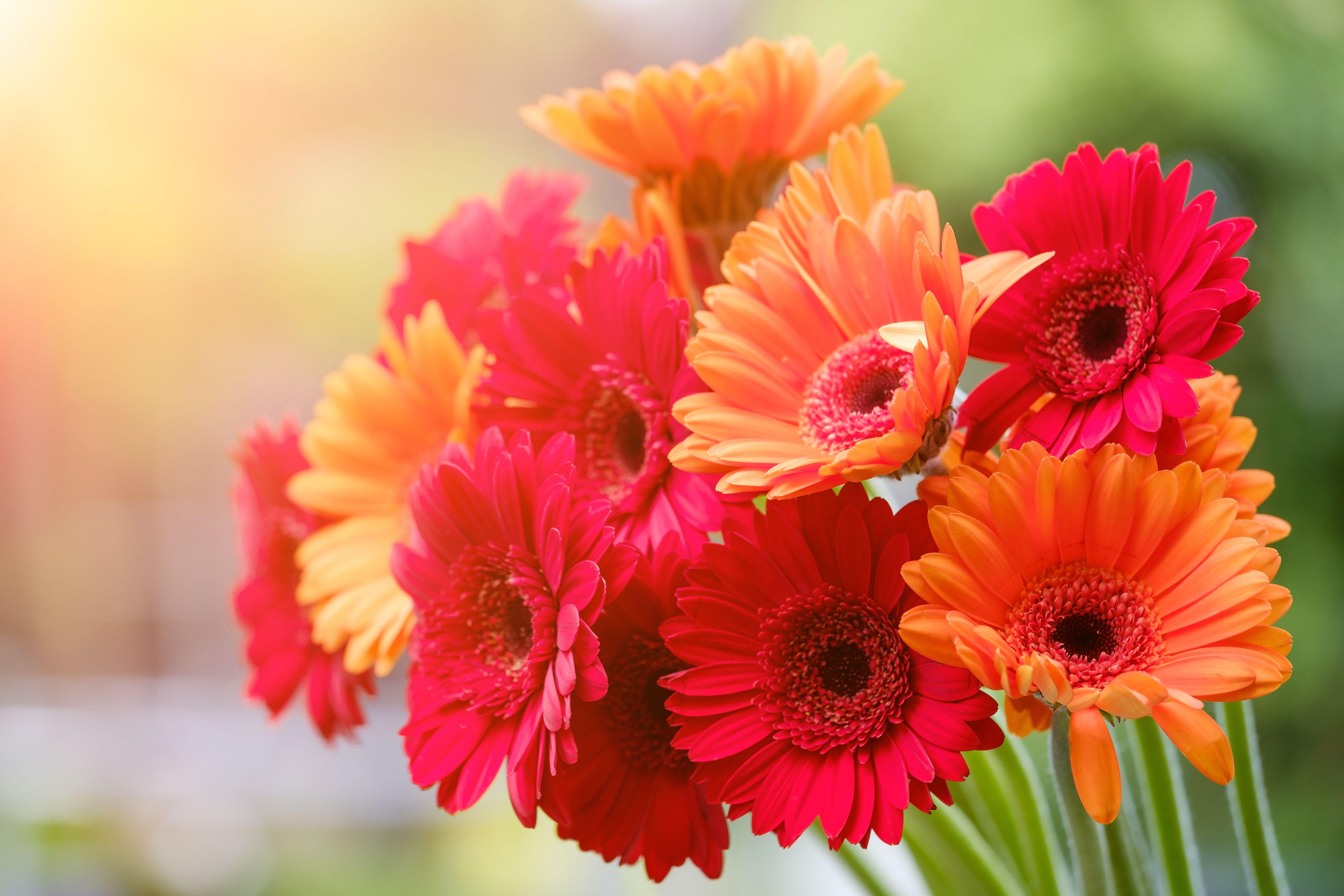 Gerbera Wallpapers - Top Free Gerbera Backgrounds - WallpaperAccess