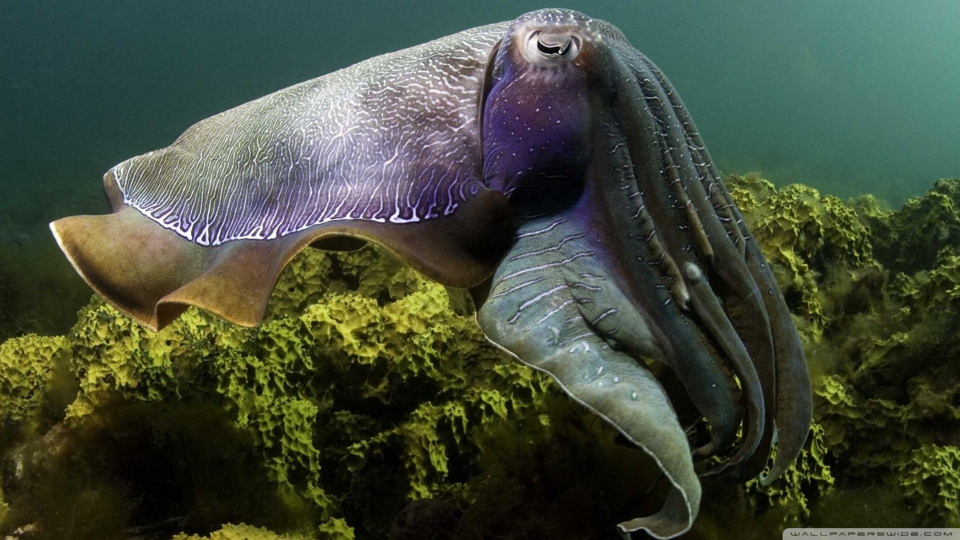 Cuttlefish Wallpapers - Top Free Cuttlefish Backgrounds - WallpaperAccess