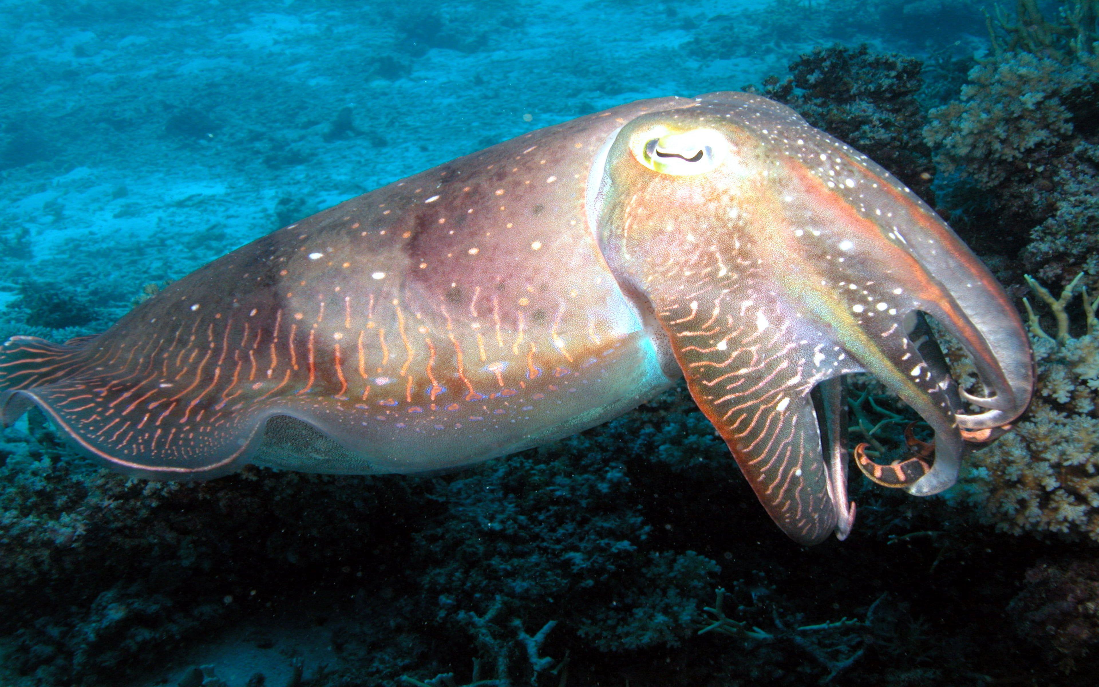 Каракатица организм. Головоногие моллюски каракатица. Каракатица индийского океана. Фараонова каракатица. Каракатица красное море.