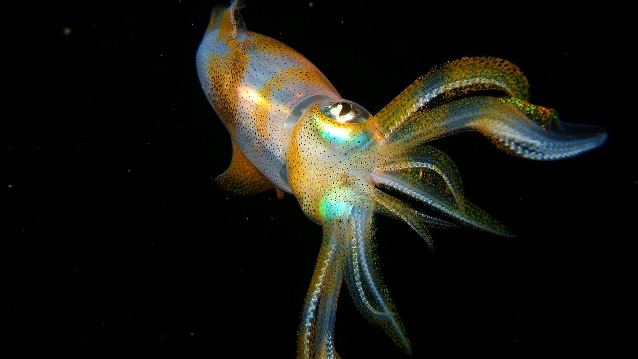 Squid HD Wallpapers - Top Free Squid HD Backgrounds - WallpaperAccess