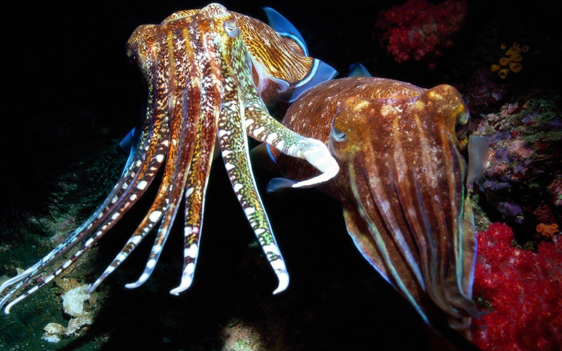 1920x1200 animals sea nature cuttlefish Wallpaper HD / Desktop and Mobile