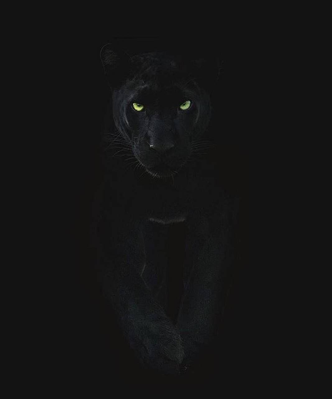 Black Puma Wallpapers - Top Free Black Puma Backgrounds - WallpaperAccess