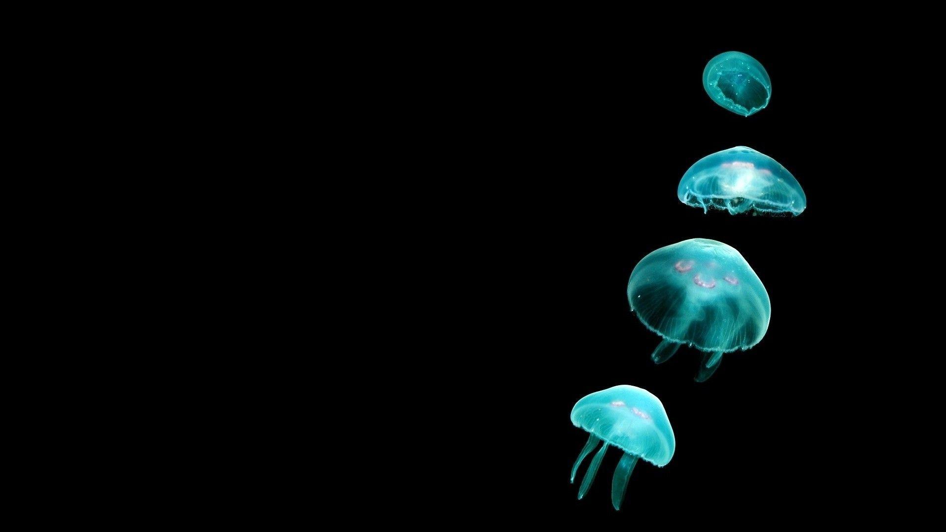 Jellyfish Desktop Wallpapers Top Free Jellyfish Desktop Backgrounds