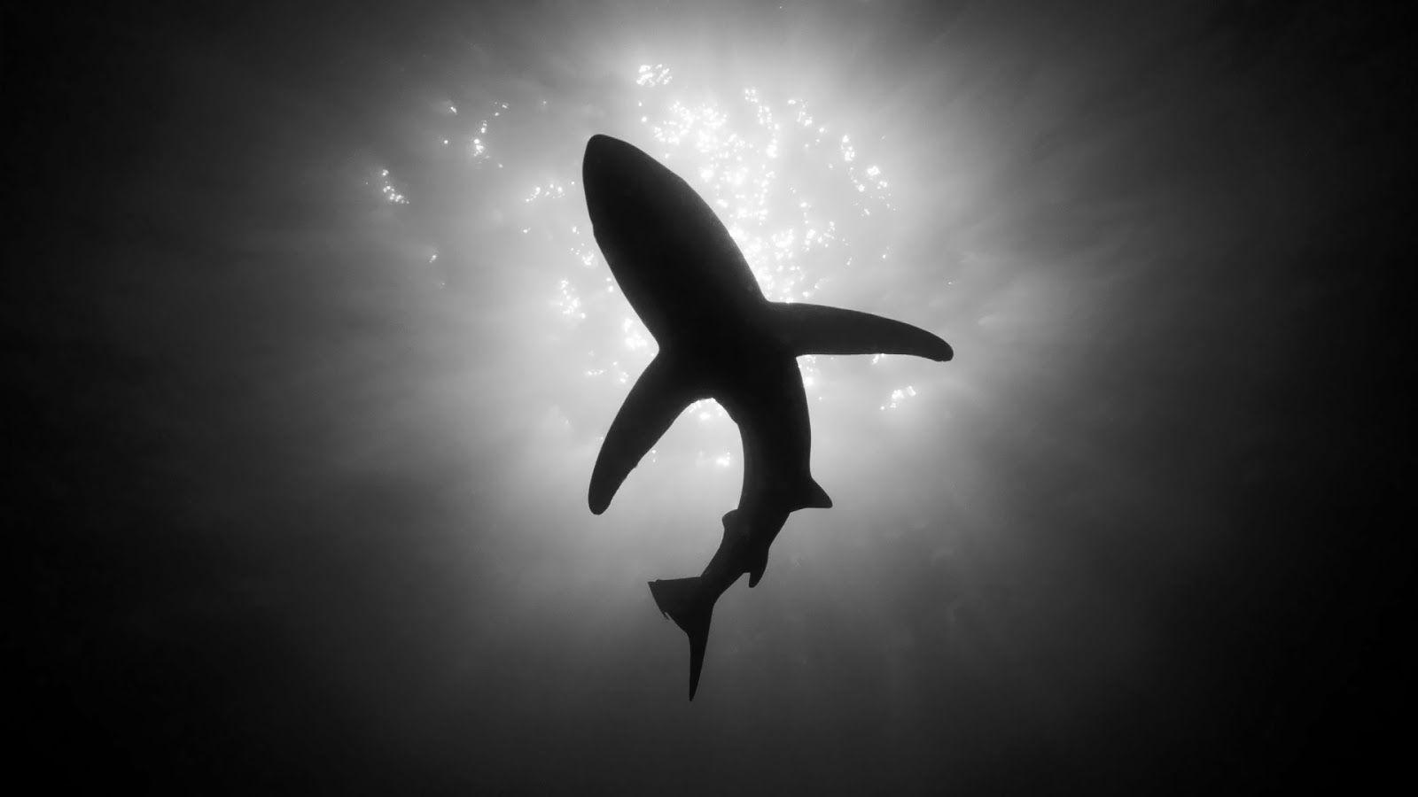 1600x900 Black and white wallpaper of a shark. HD Animals Wallpaper