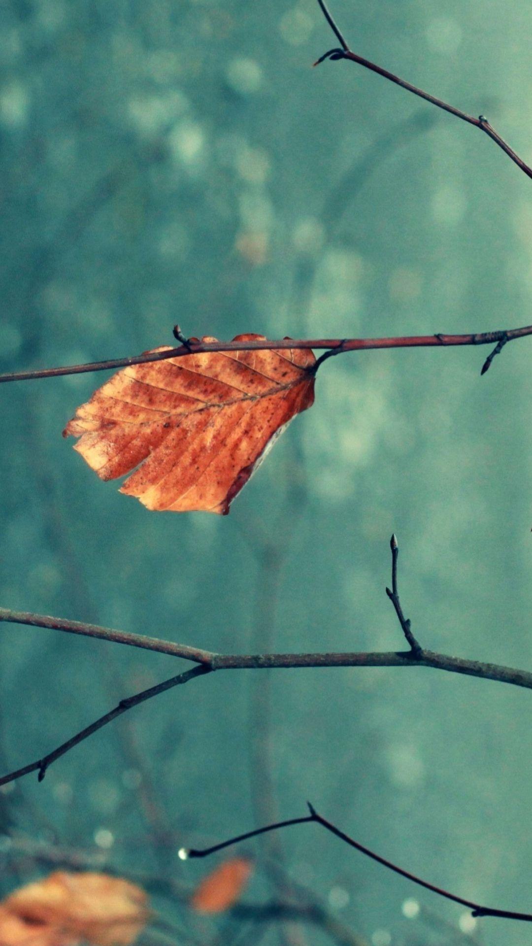 Dry Leaf Wallpapers - Top Free Dry Leaf Backgrounds - WallpaperAccess