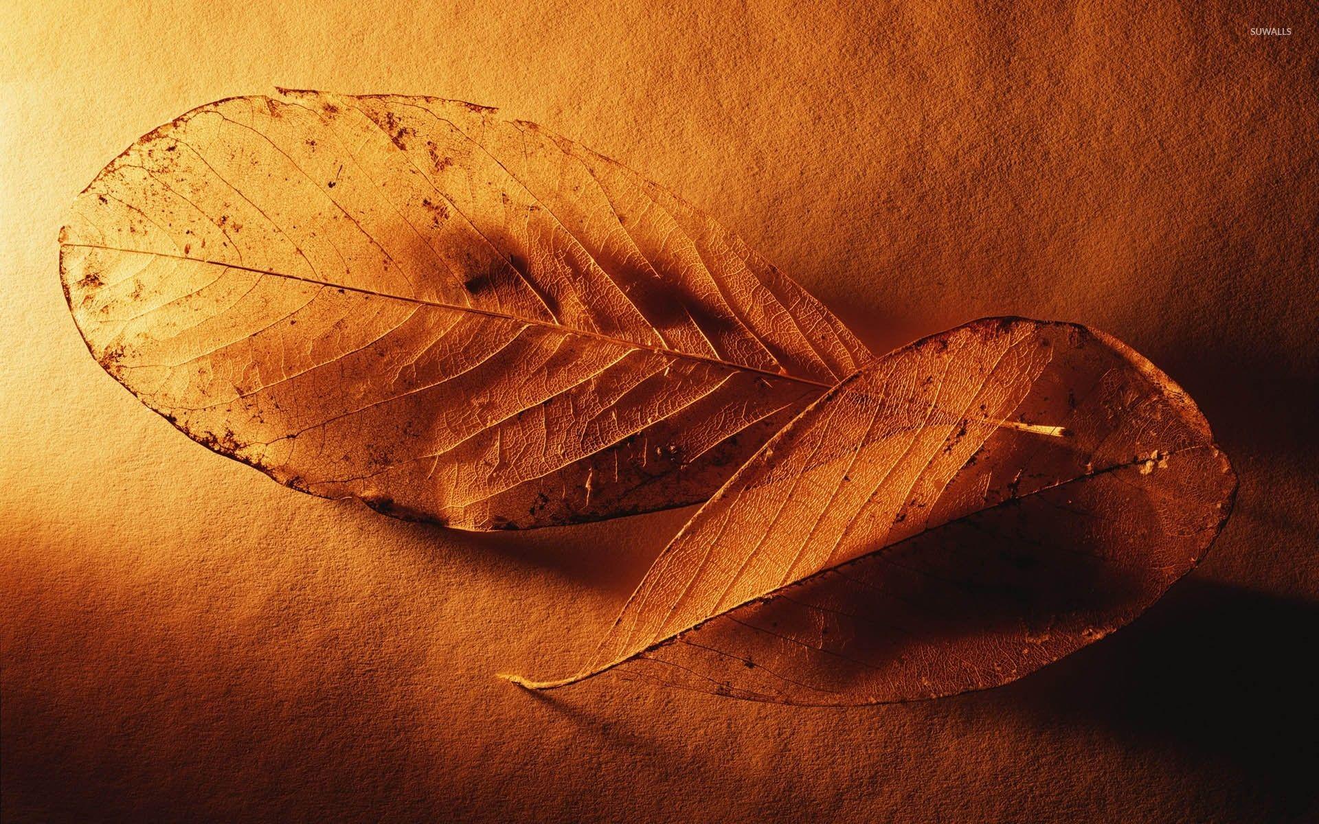 Dry Leaf Wallpaper Best HD APK for Android Download