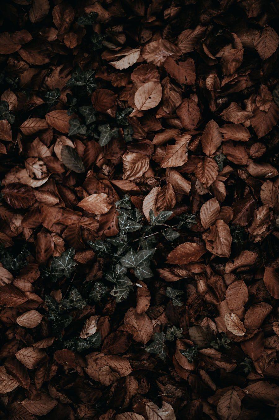 900x1352 pile of dry leaves. Fond d'ecran pastel, Fond d'écran téléphone, Chute des feuilles