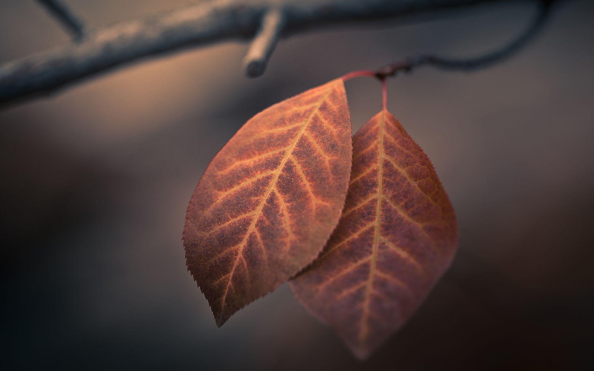1920x1200 Autumn macro leaves