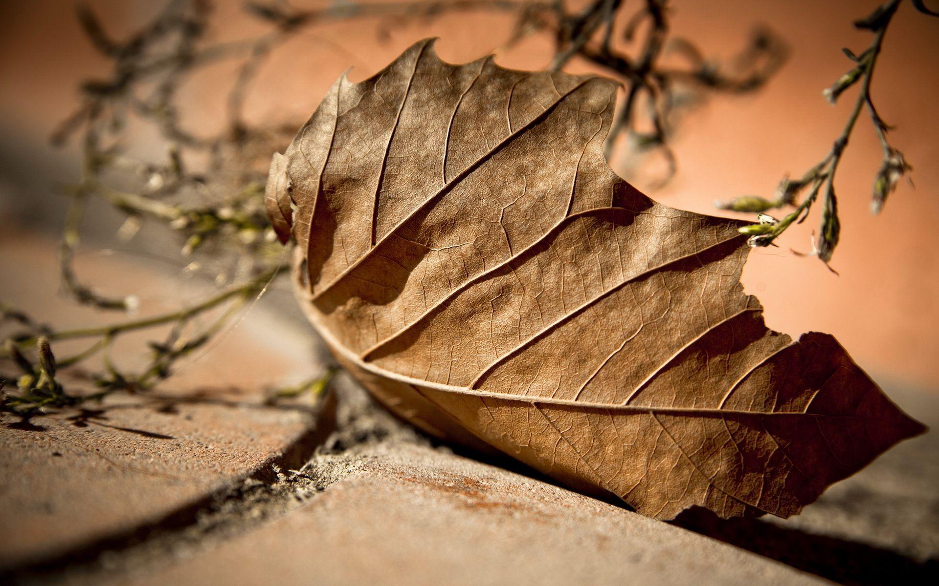 Dry Leaf Background