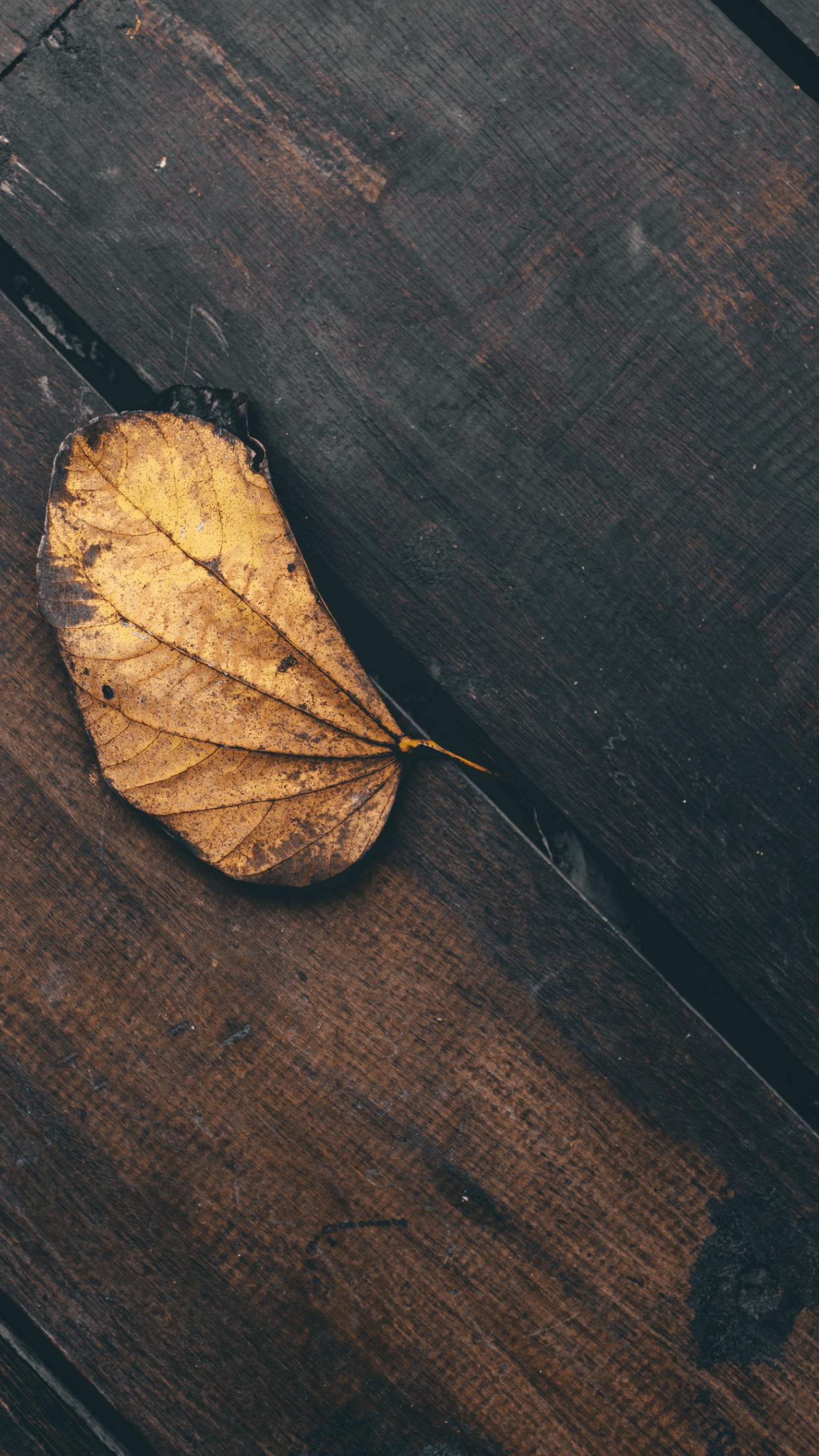 Dry Leaf Wallpapers - Top Free Dry Leaf Backgrounds - WallpaperAccess