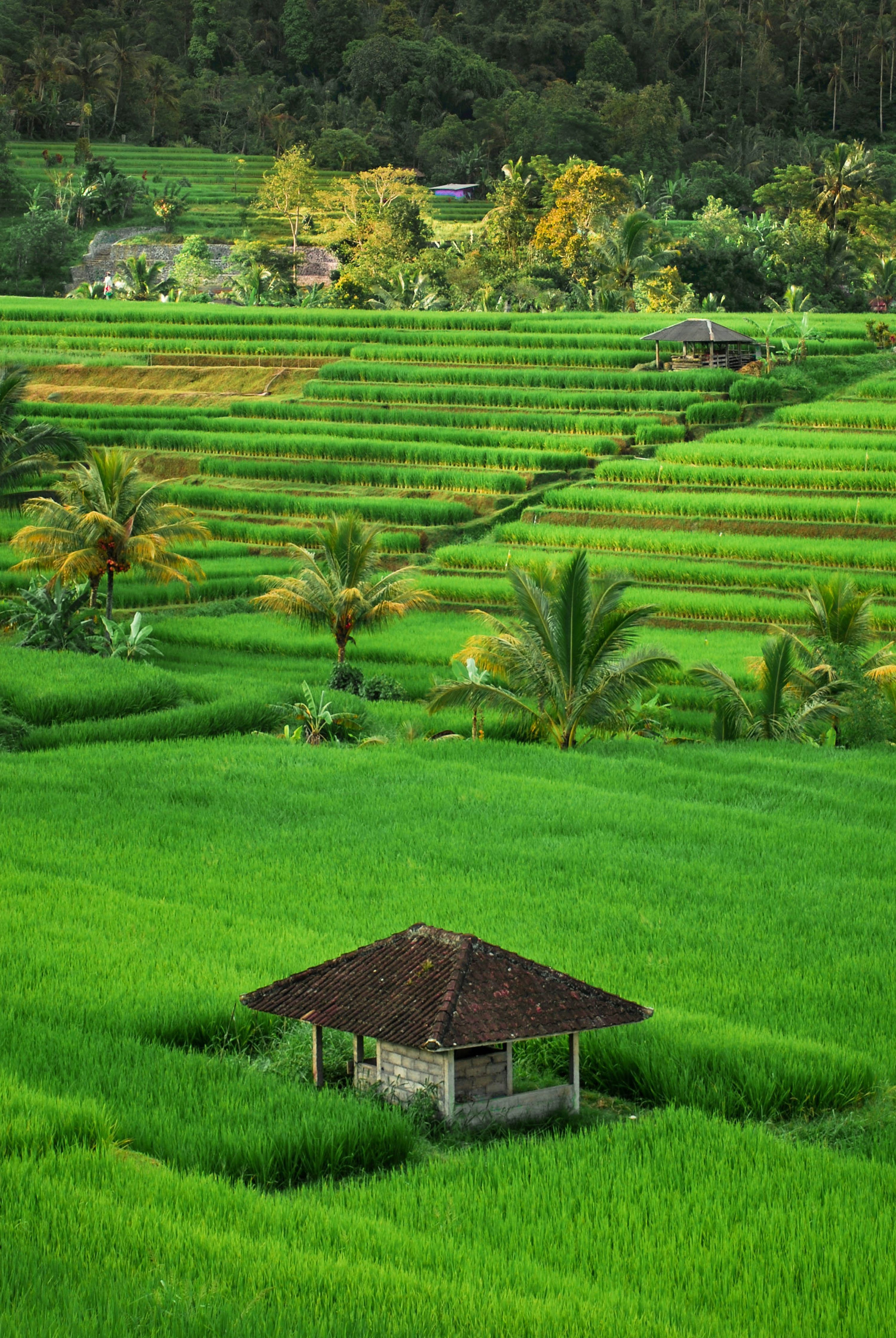 3000x4481 Rice Field Picture [HD]. Download