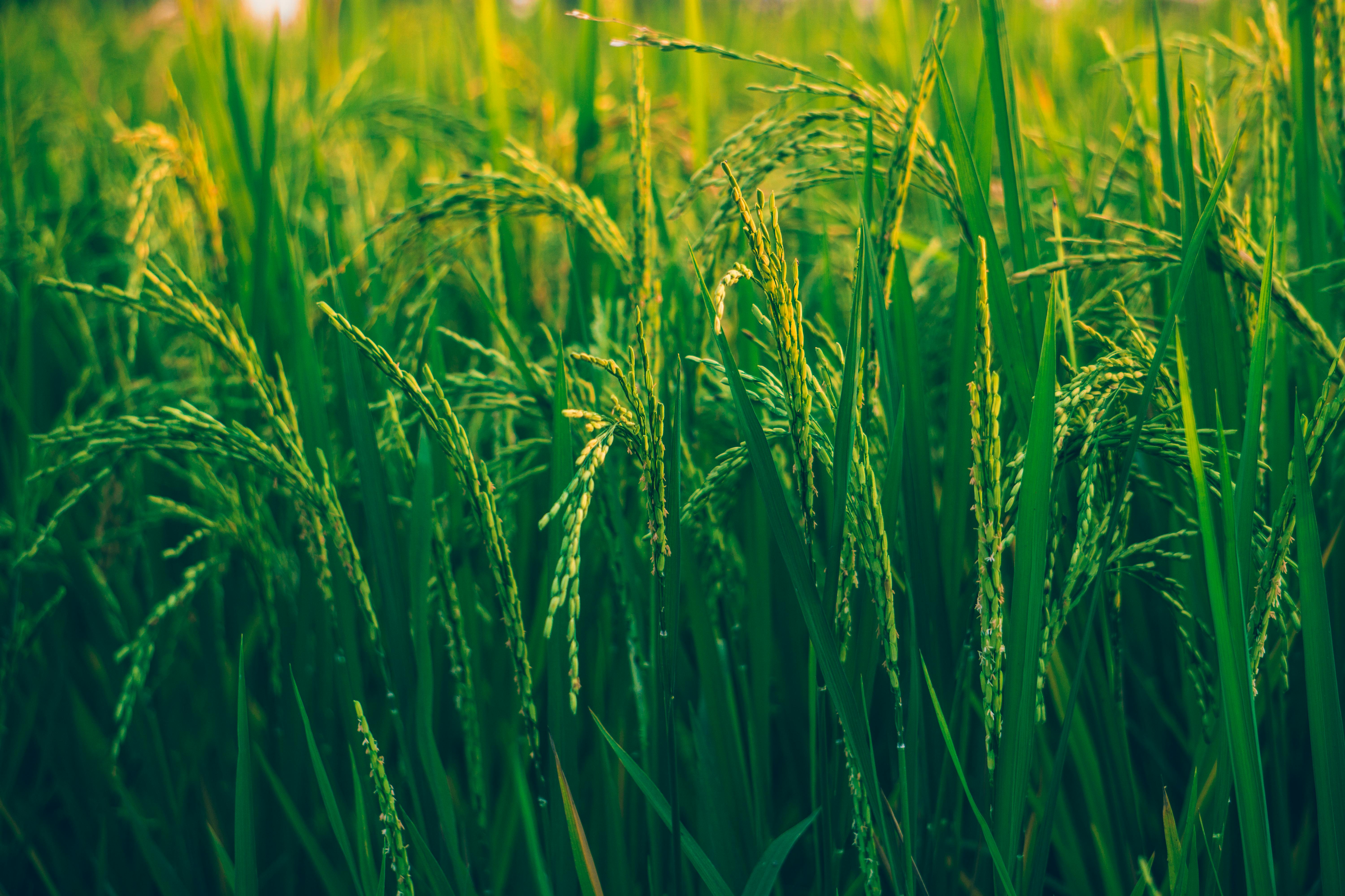 6000x4000 Rice Field Photo, Download The BEST Free Rice Field & HD Image