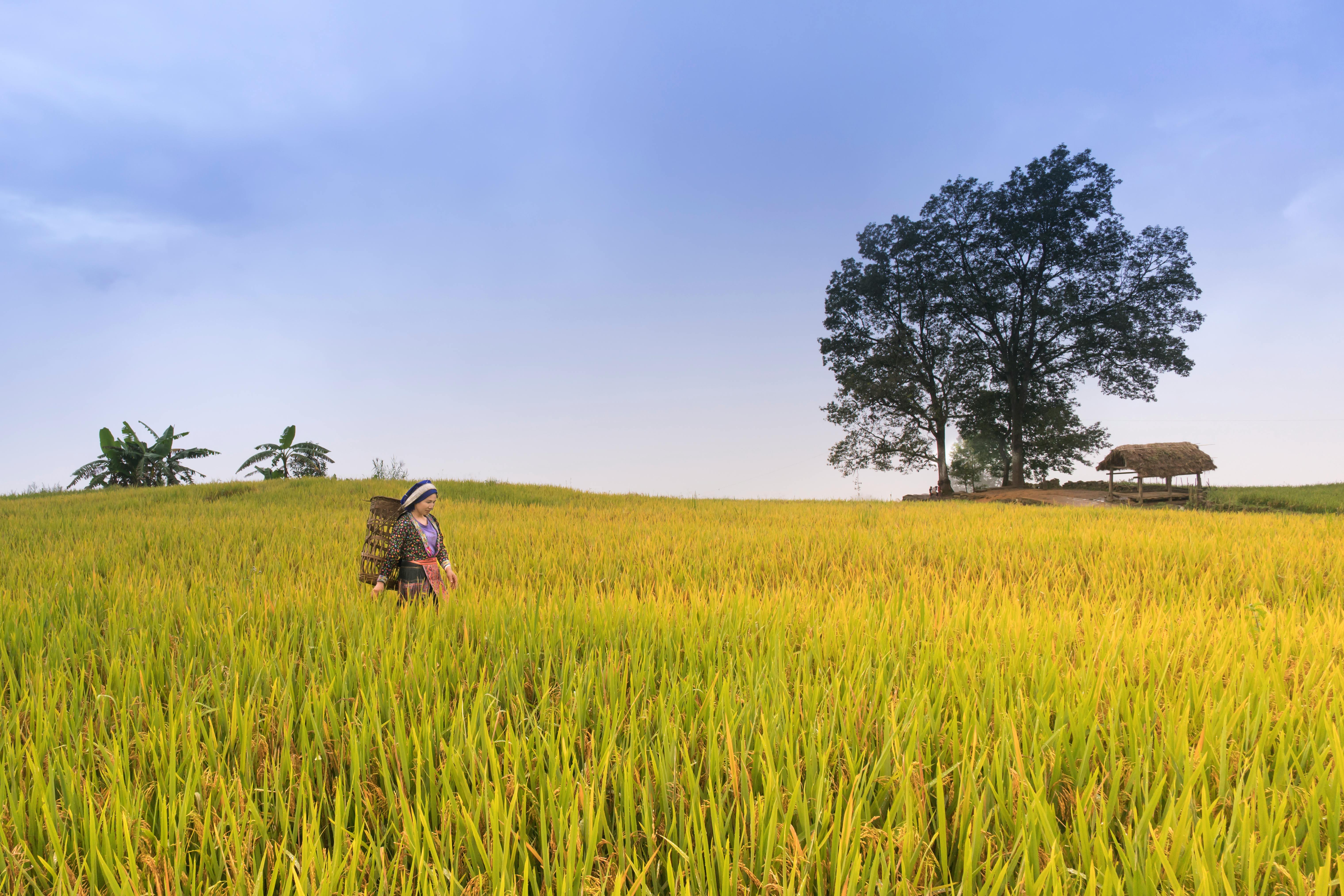 6079x4055 Rice Field & HD Image