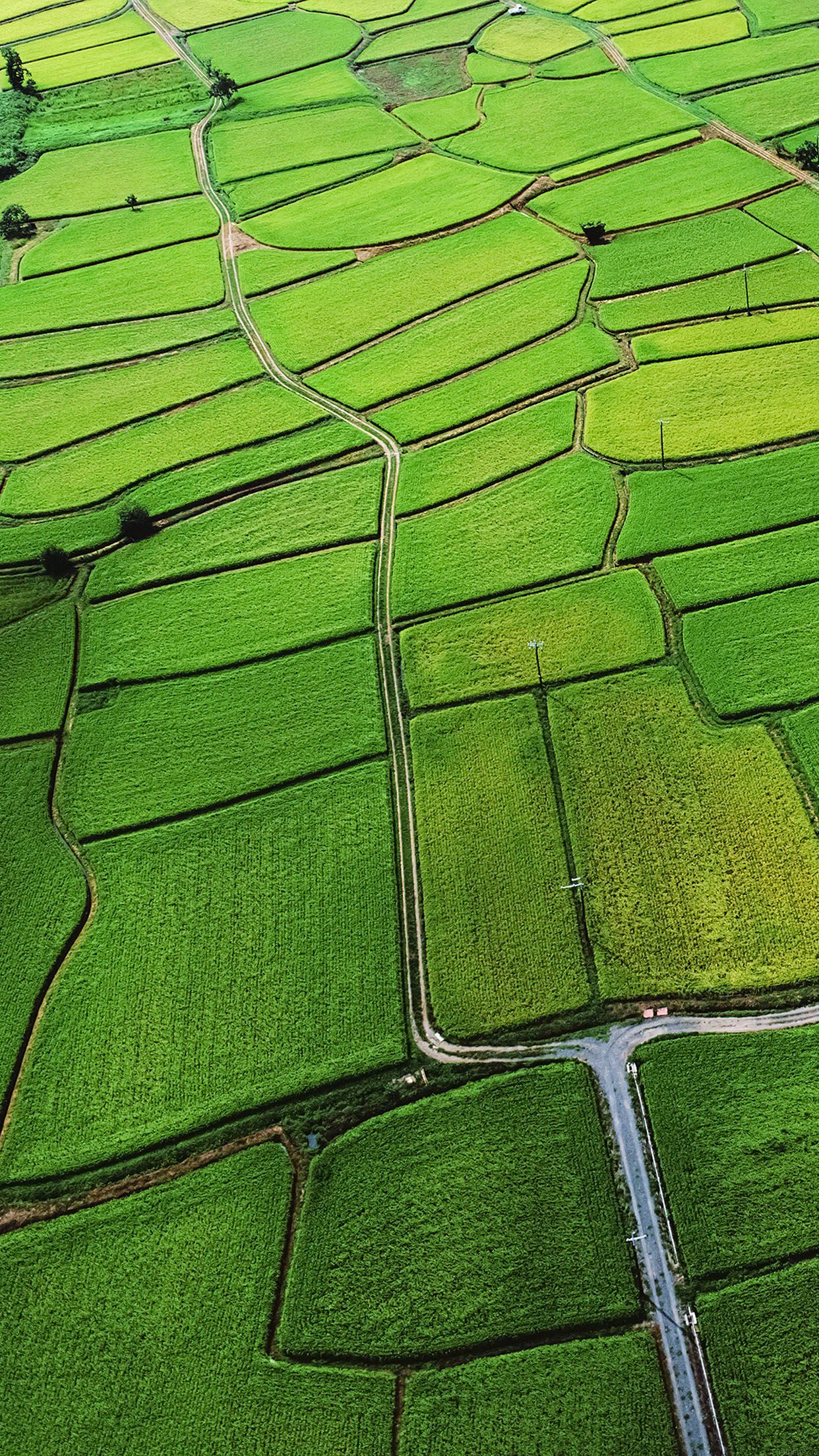 1242x2208 iPhoneXpapers rice paddy field nature