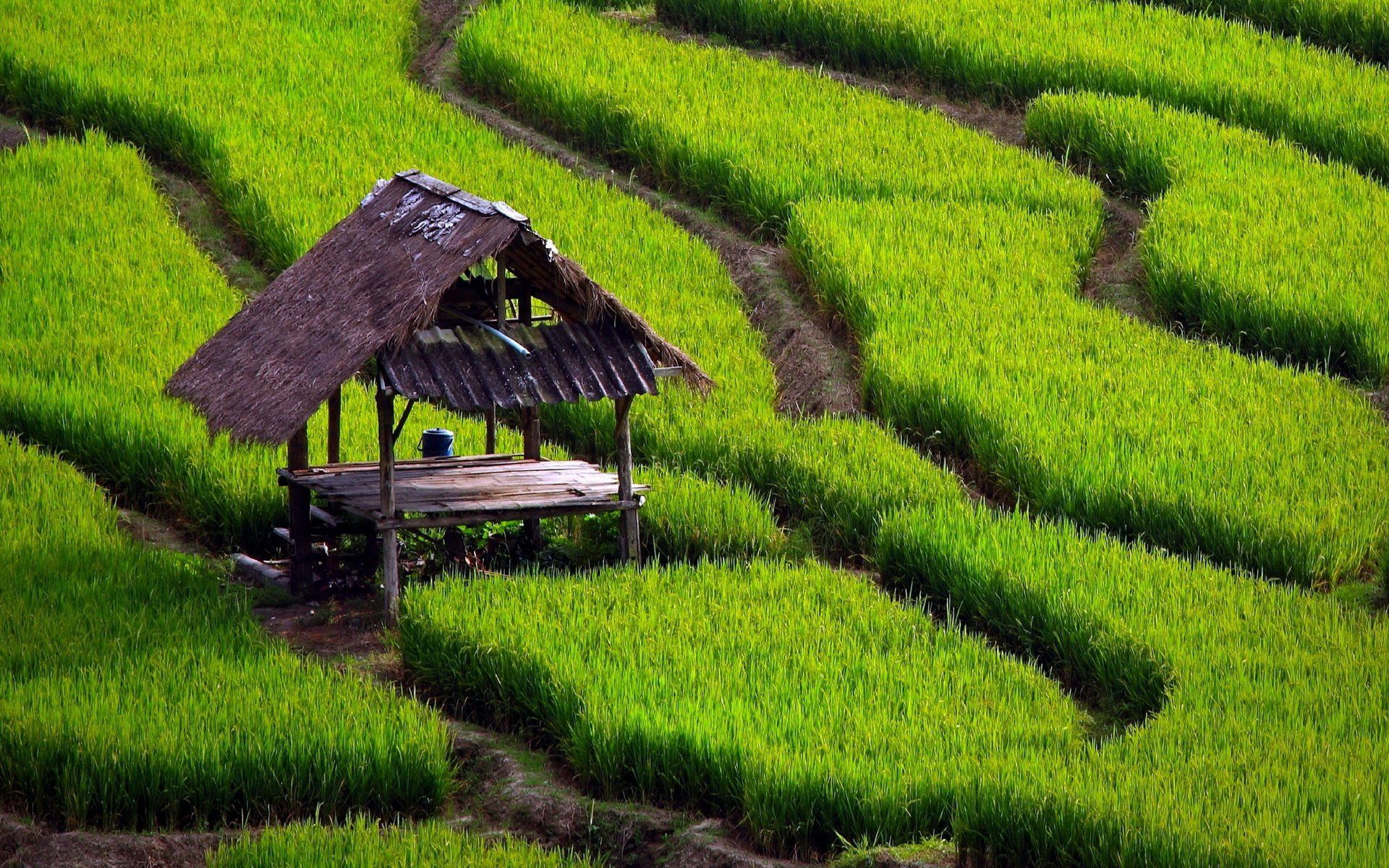 1920x1200 Lush Green Rice Terrace HD Wallpaper