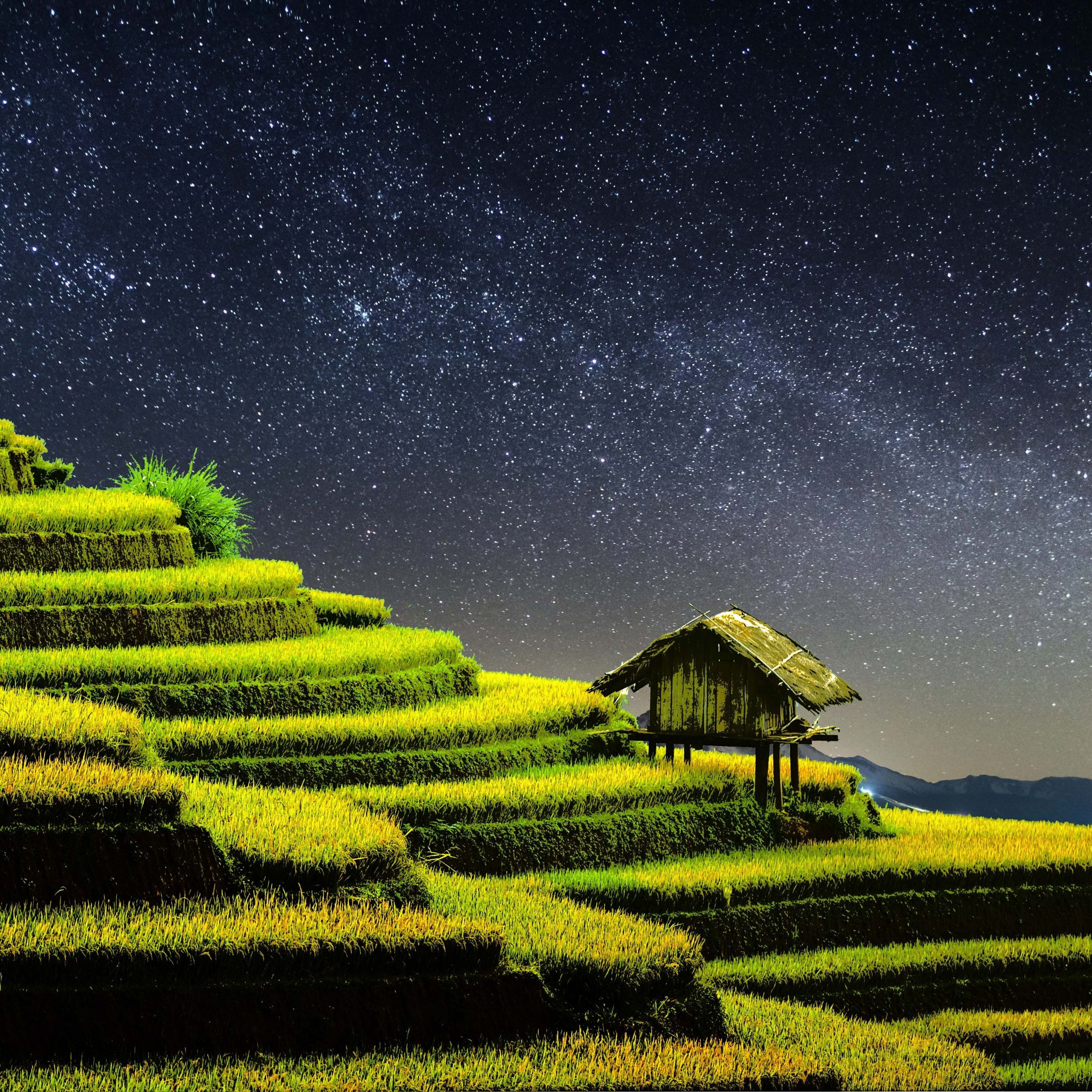 2560x2560 Terrace farming Wallpaper 4K, Rice