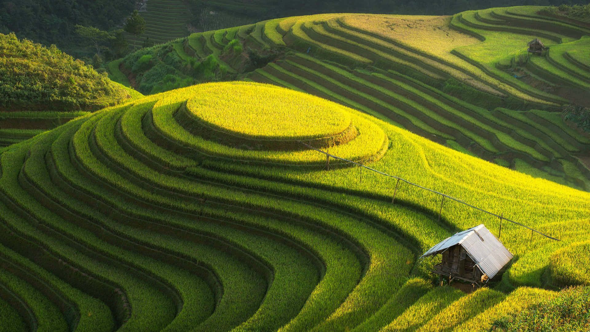 1920x1080 Download Vietnam Rice Fields And Green
