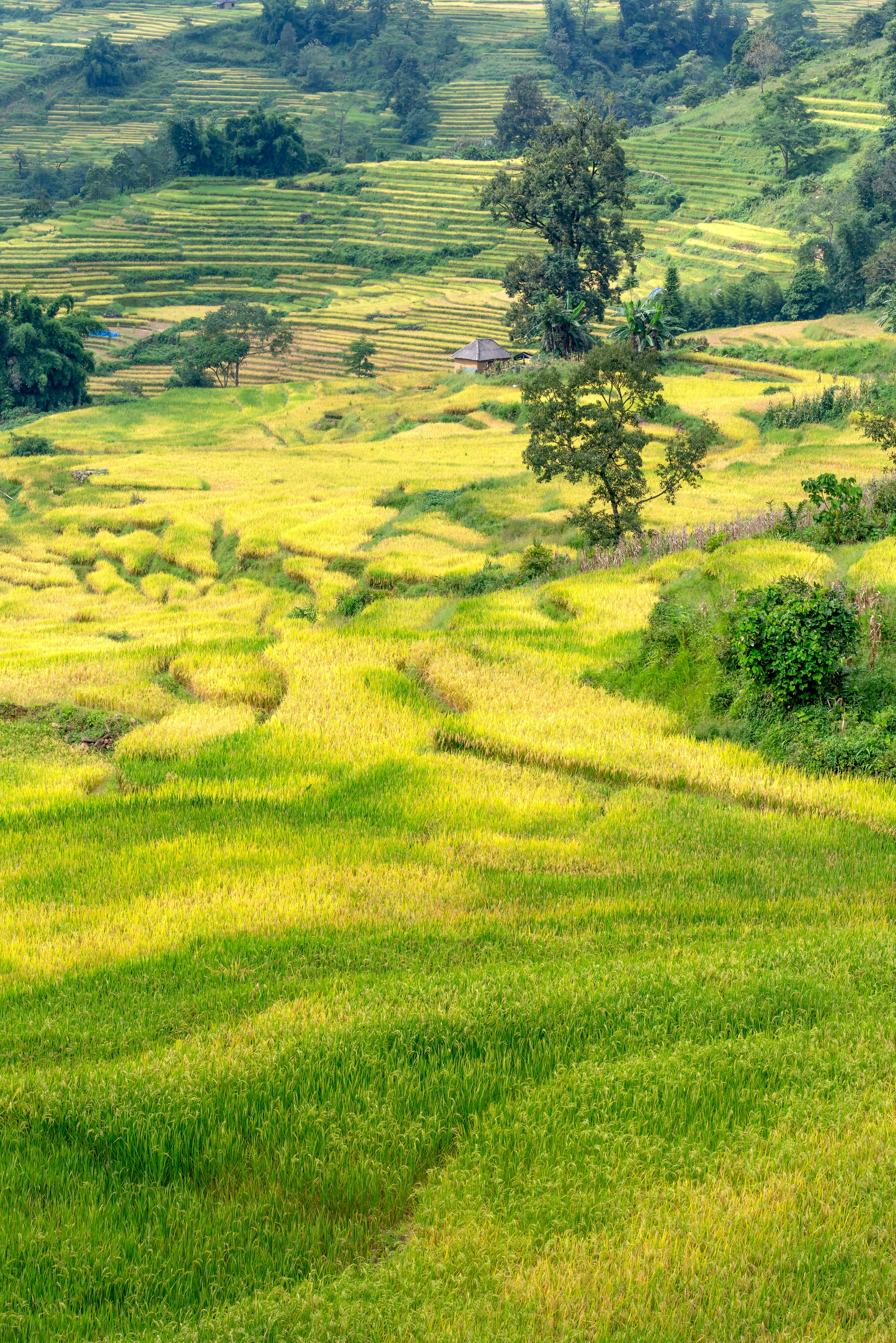 5304x7952 Green Rice Field in The Mountain Area