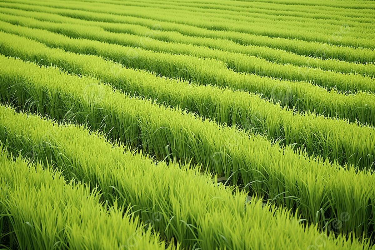 1200x800 Large Greens In A Rice Field Background