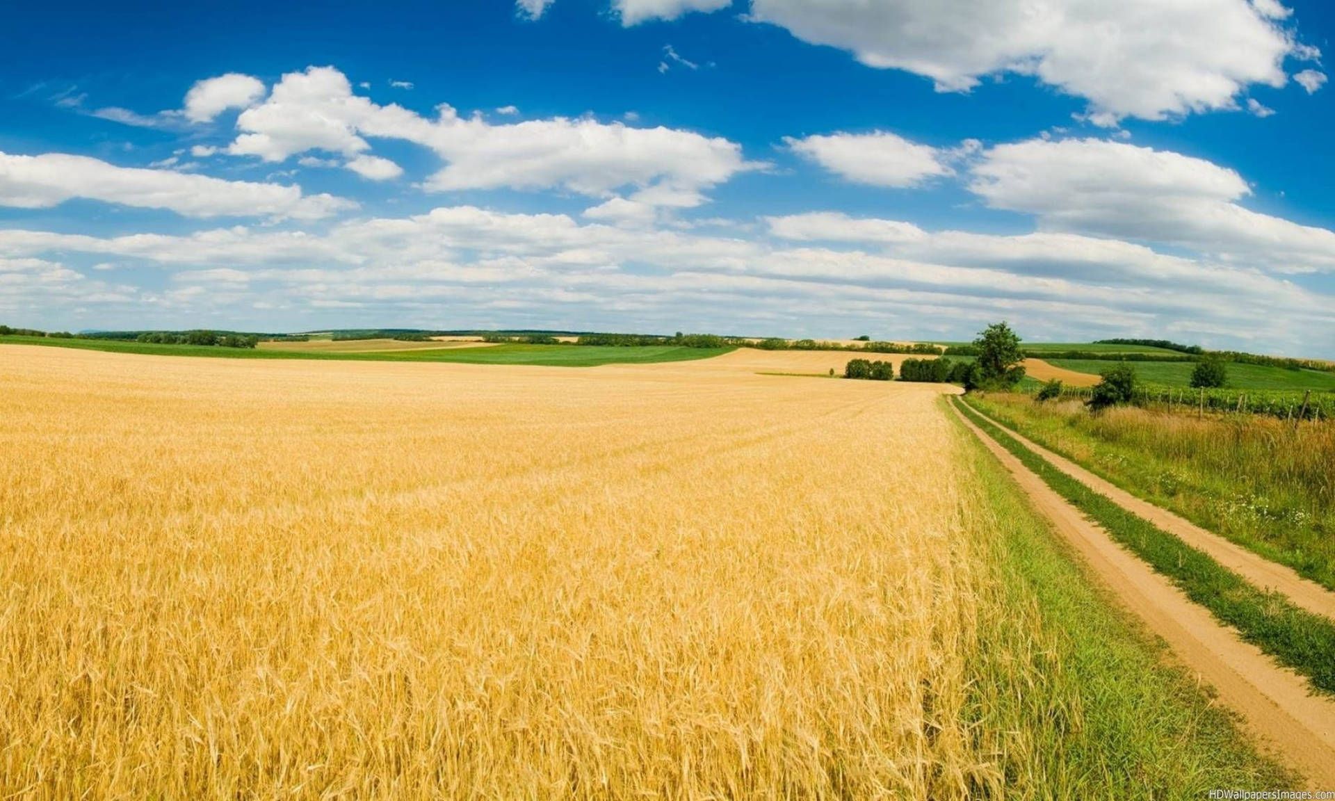 1920x1152 Agriculture Rice Paddy Wallpaper
