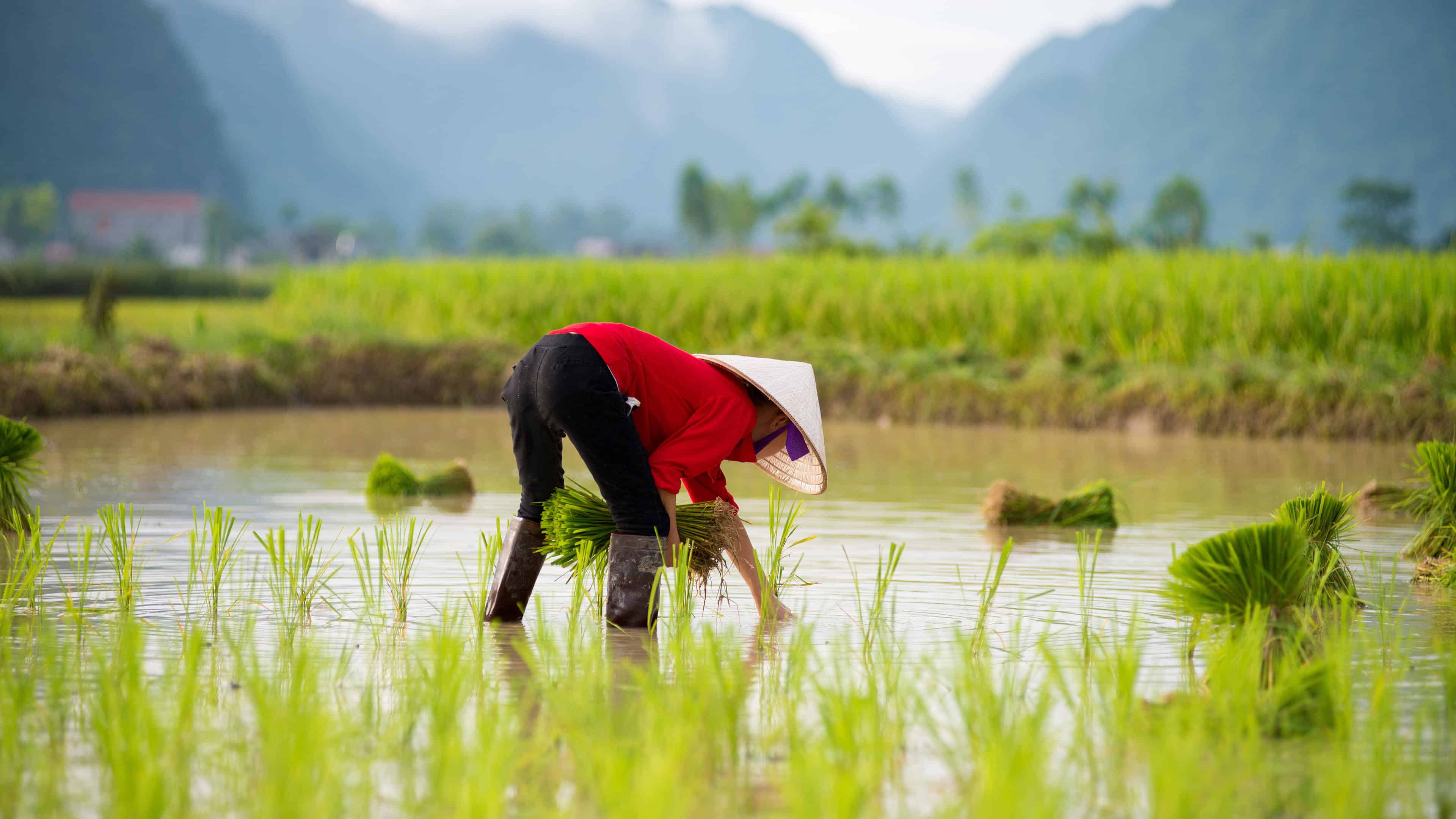3840x2160 Rice Farm Wallpaper