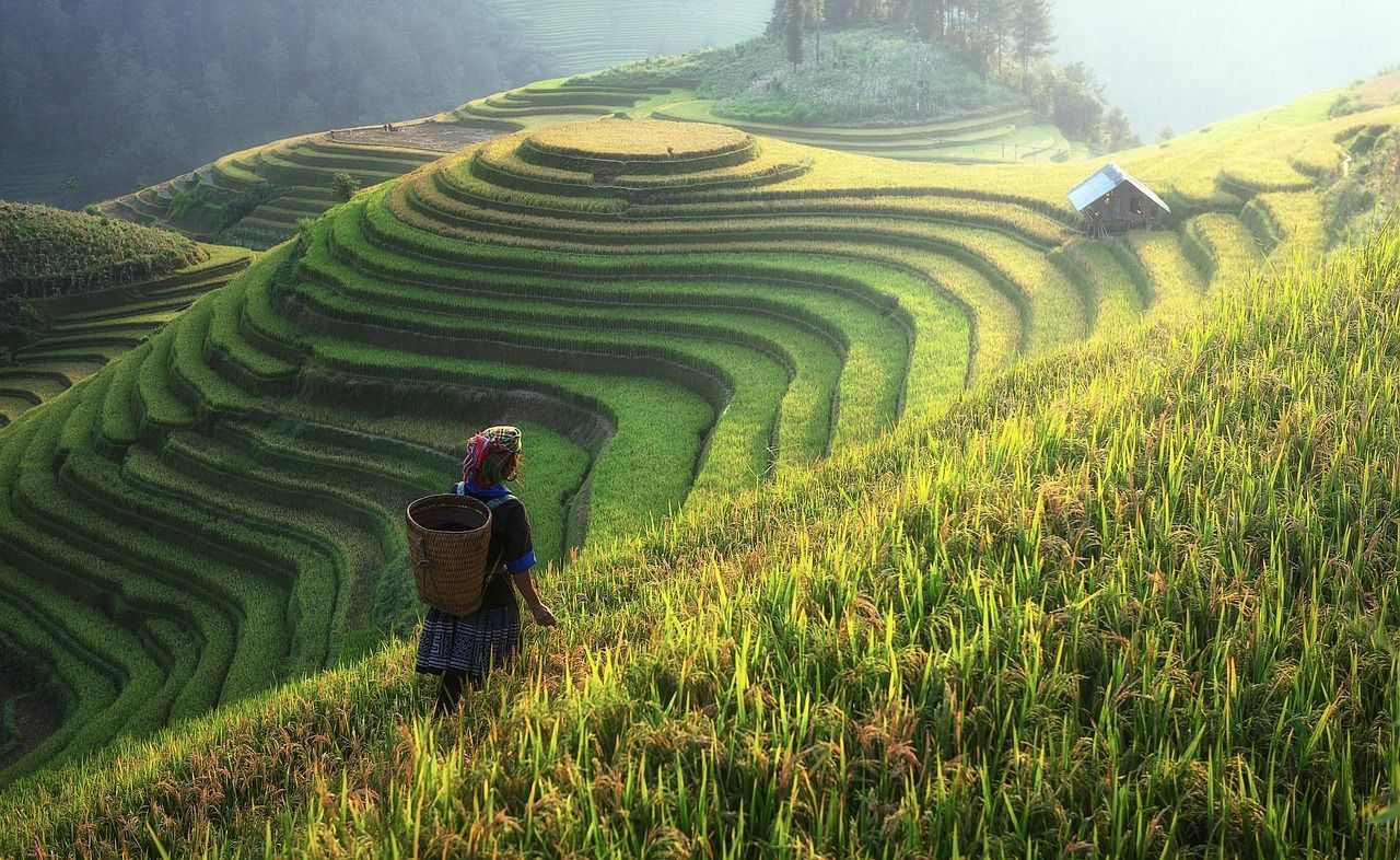 1280x786 Free Φλοιό Ρυζιού & Rice Image