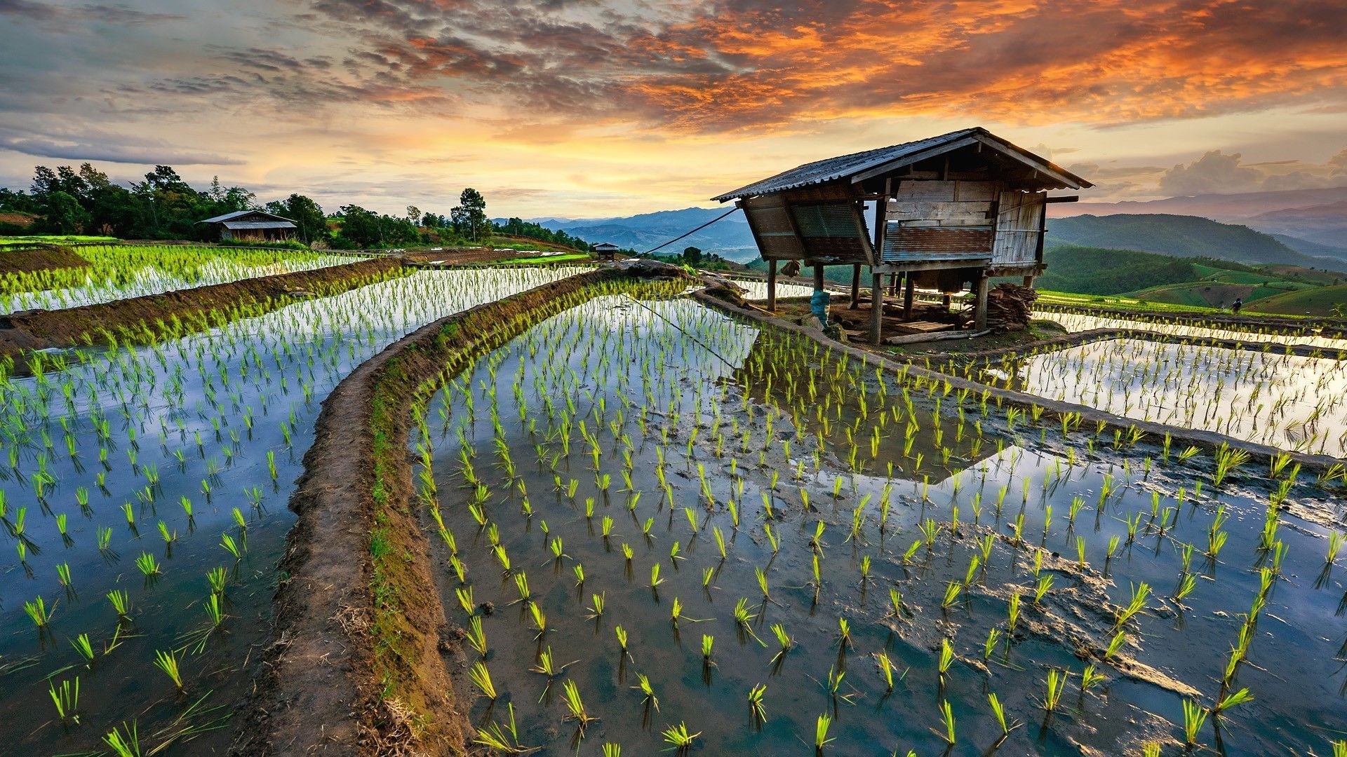 1920x1080 rice terrace, trees, sky, sunset, rice
