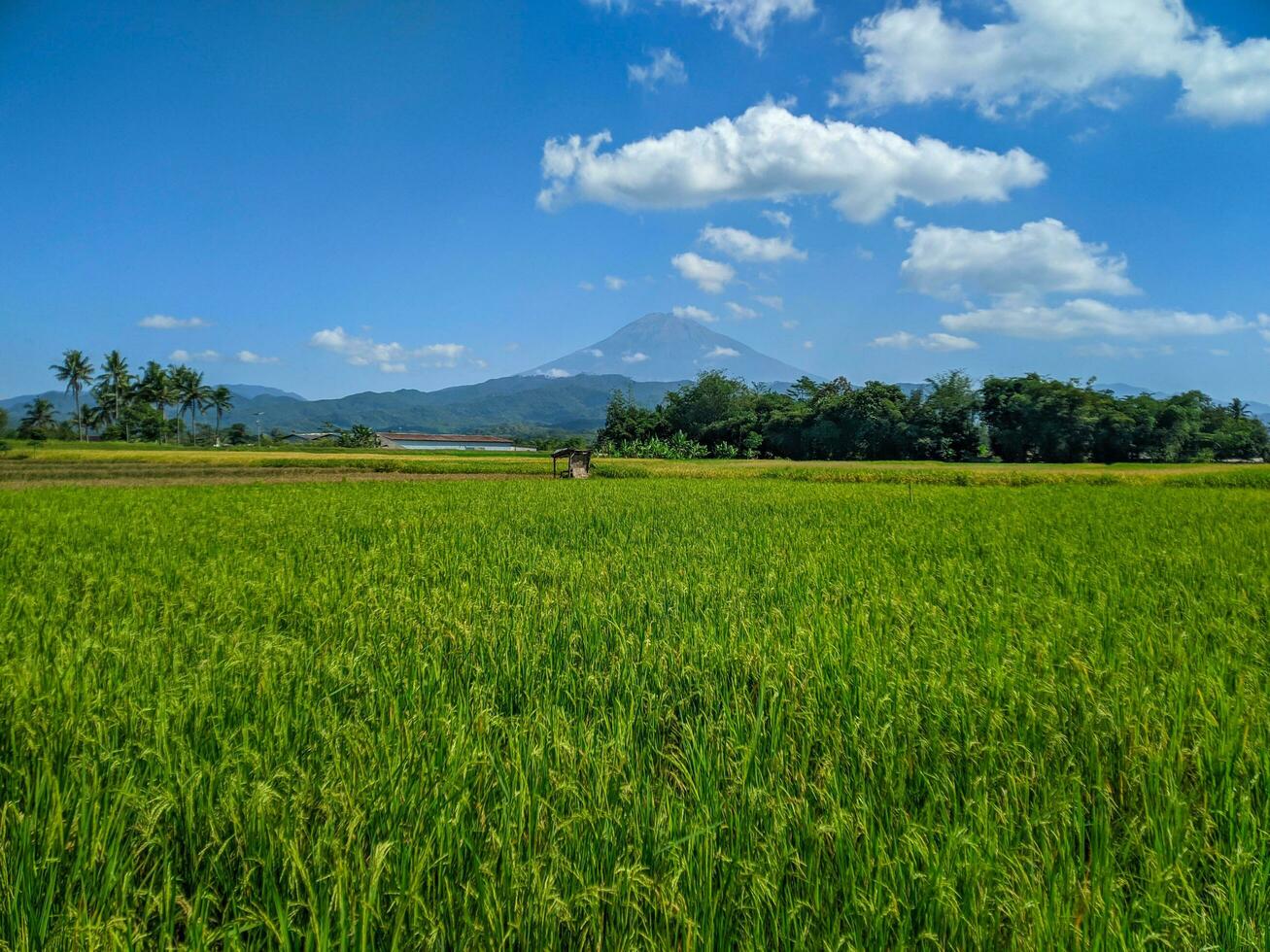 1307x980 Green rice farm landscape against blue