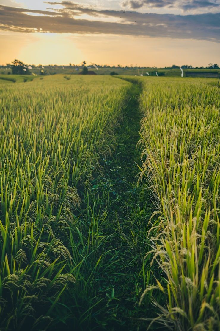 740x1110 Rice farm background Image