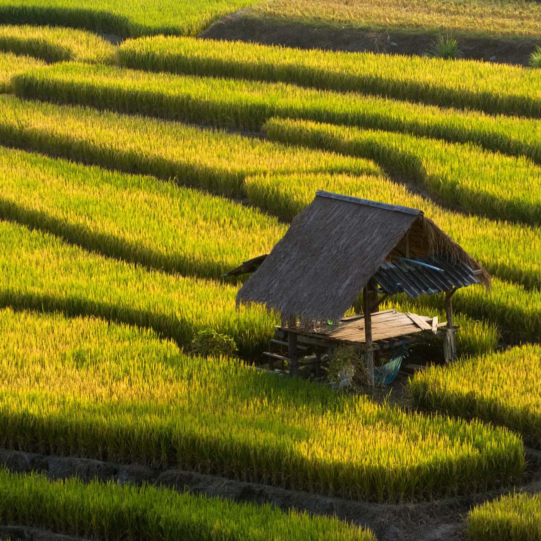 1080x1080 Improve Rice Production. Project Drawdown®