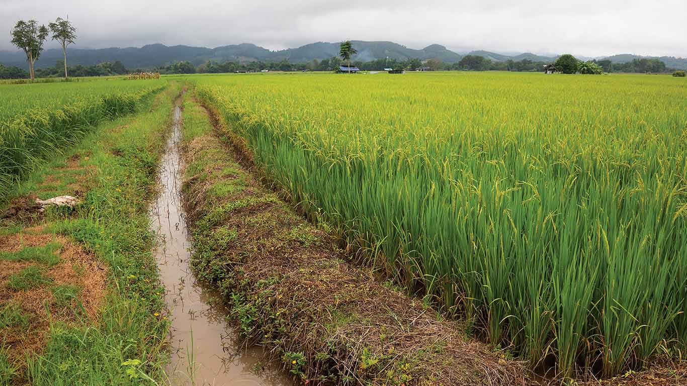 1366x768 Greener Rice