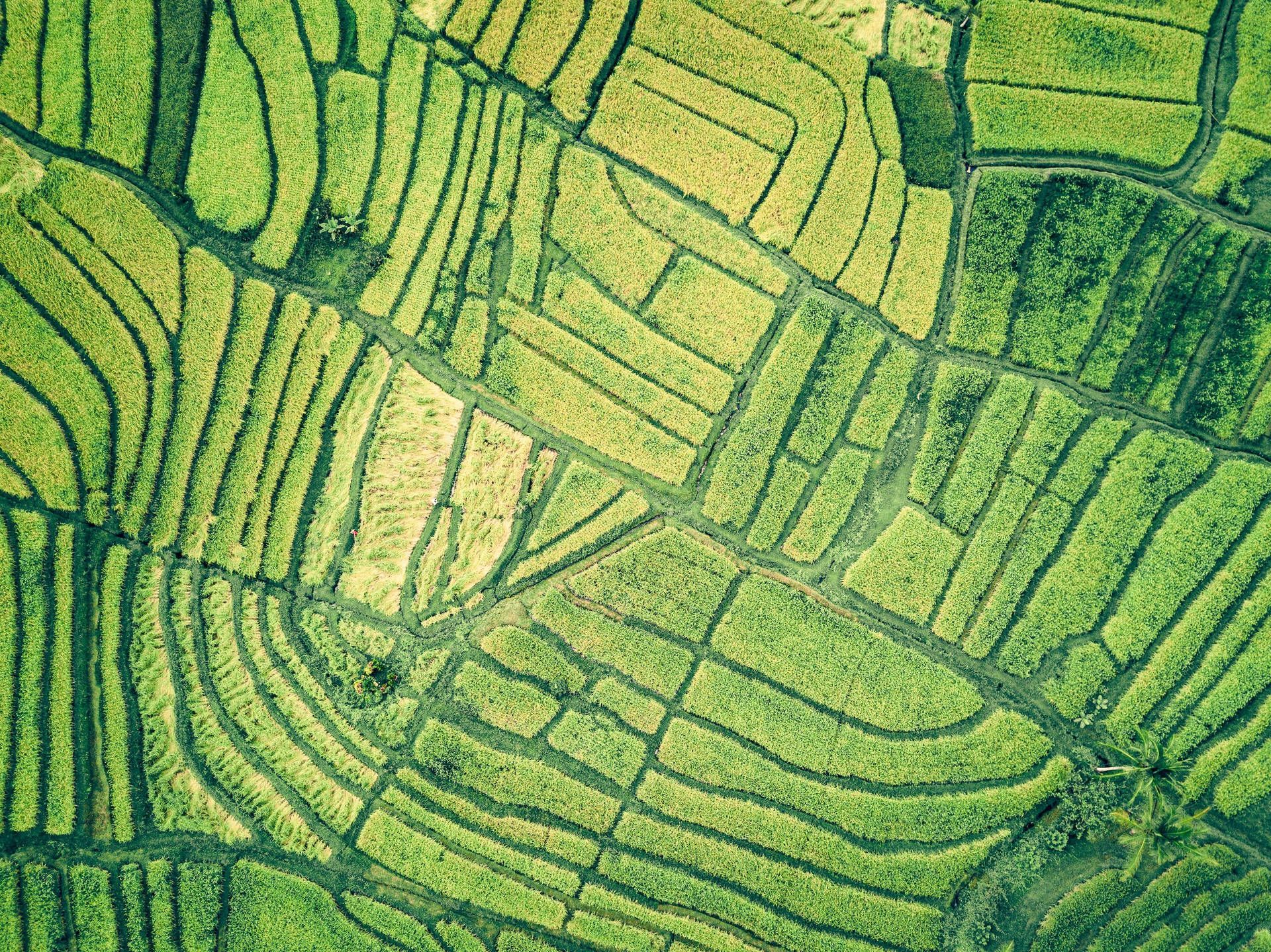 1920x1439 Download Rice Field Farm Aerial View