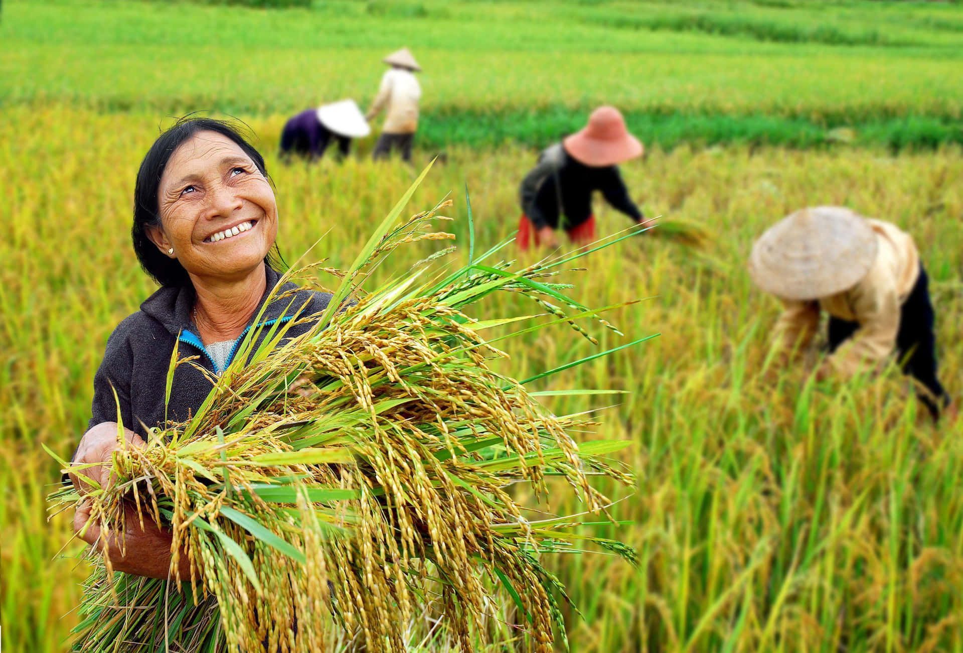 1920x1301 Holding Rice In A Field Wallpaper