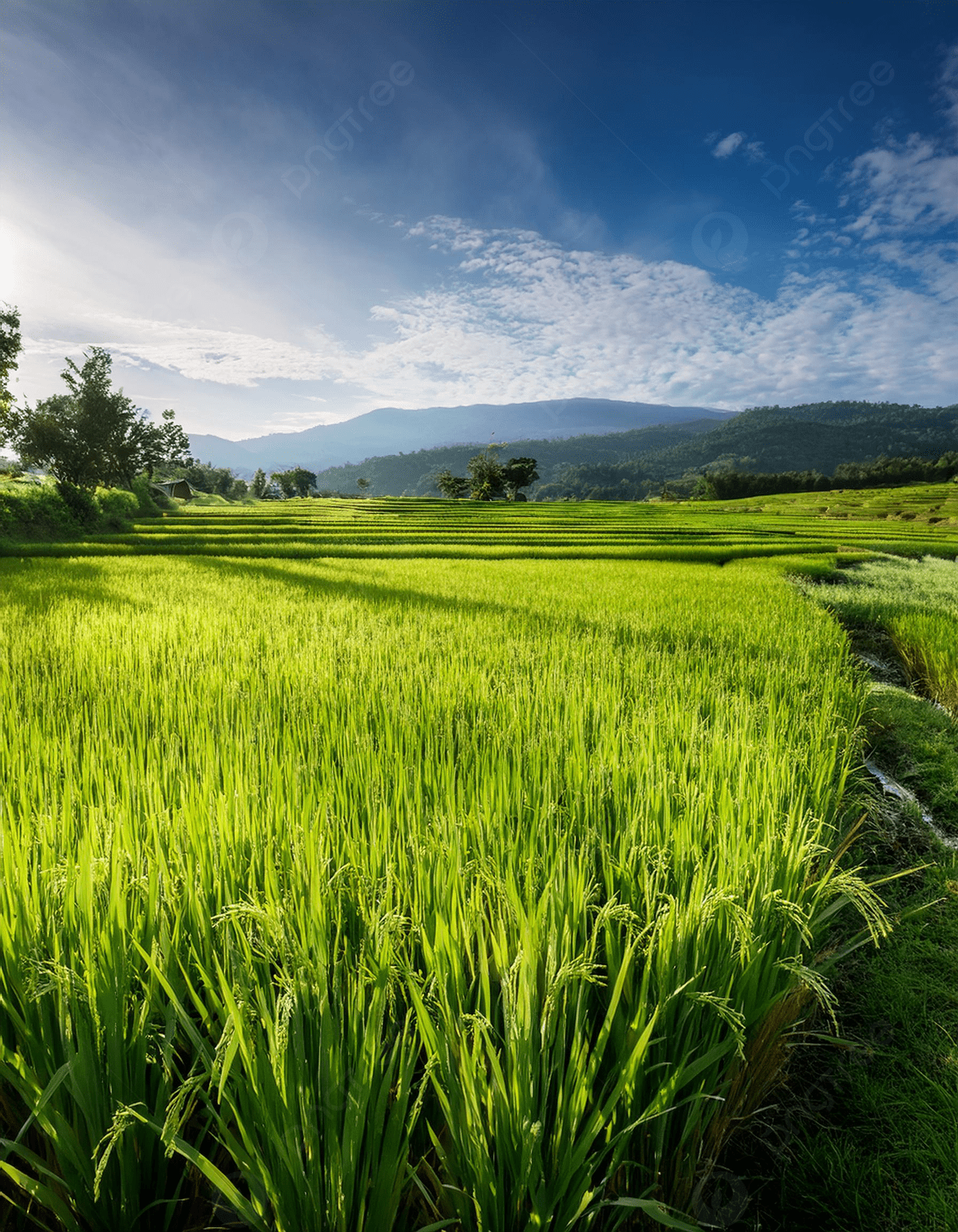 1200x1543 Green Rice Paddy Field Under Blue Sky Photo And Picture For Free Download
