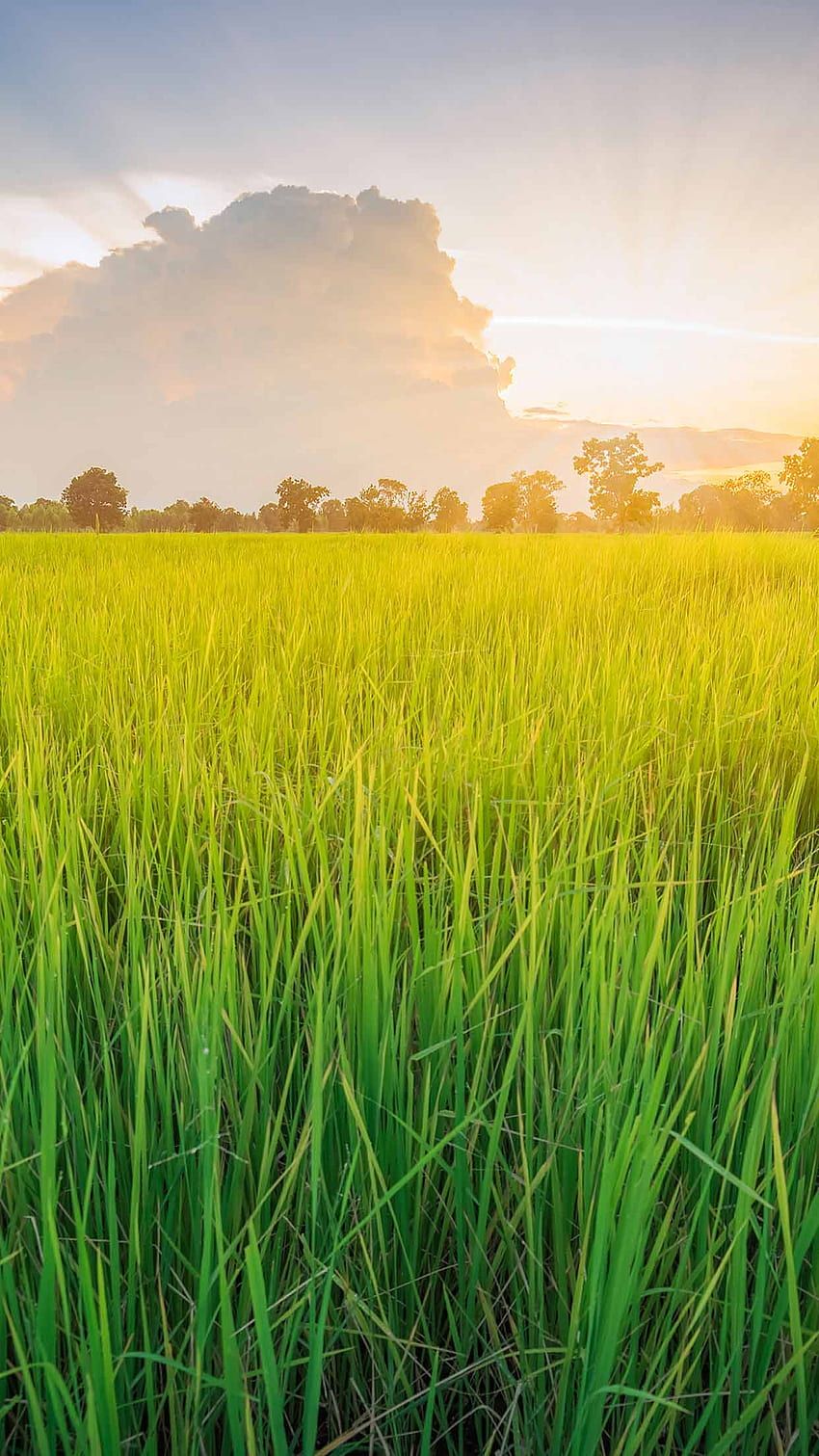 850x1511 Rice Field, Paddy Field HD phone
