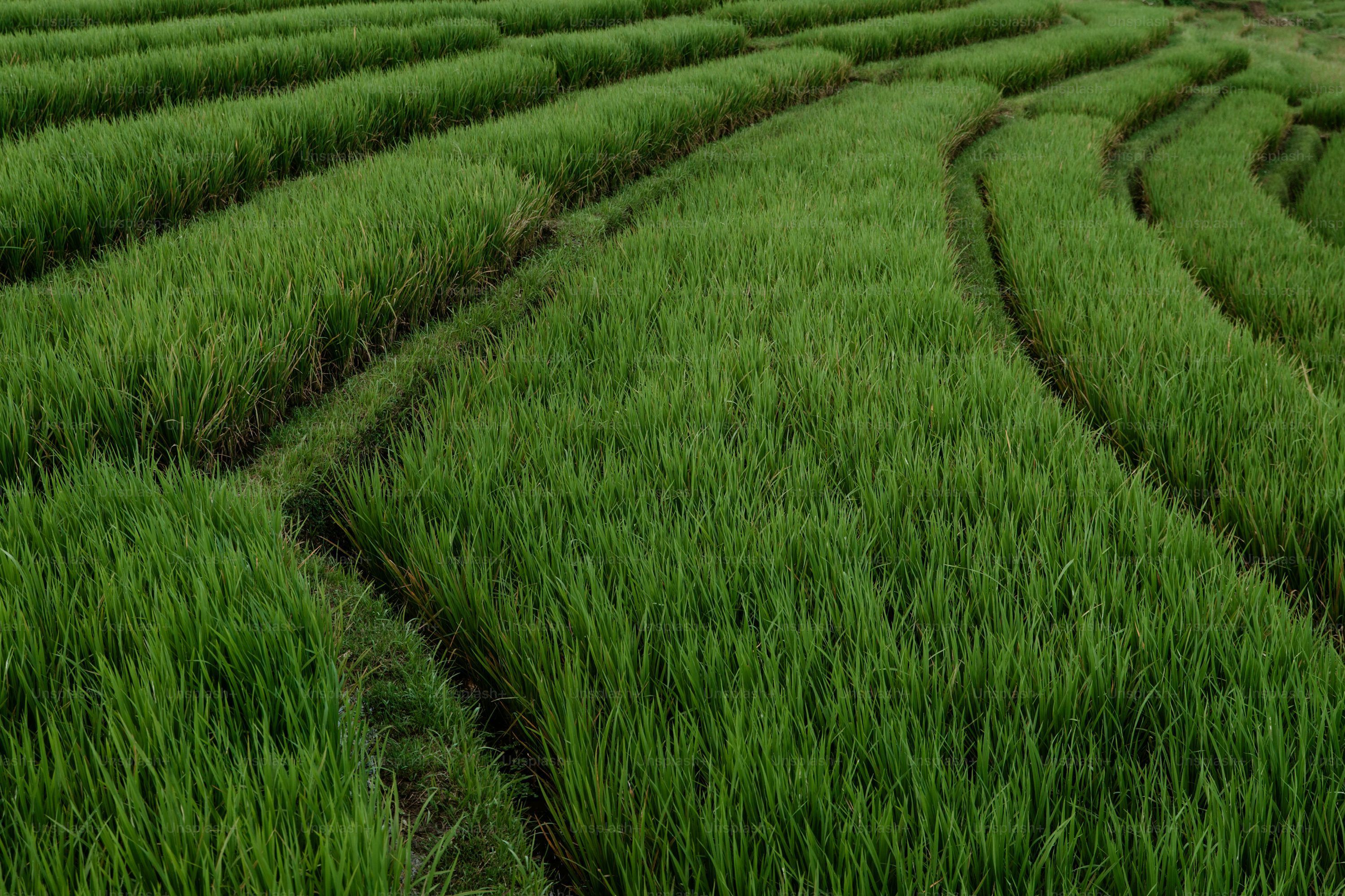 3000x2000 Rice Farm Picture. Download Free