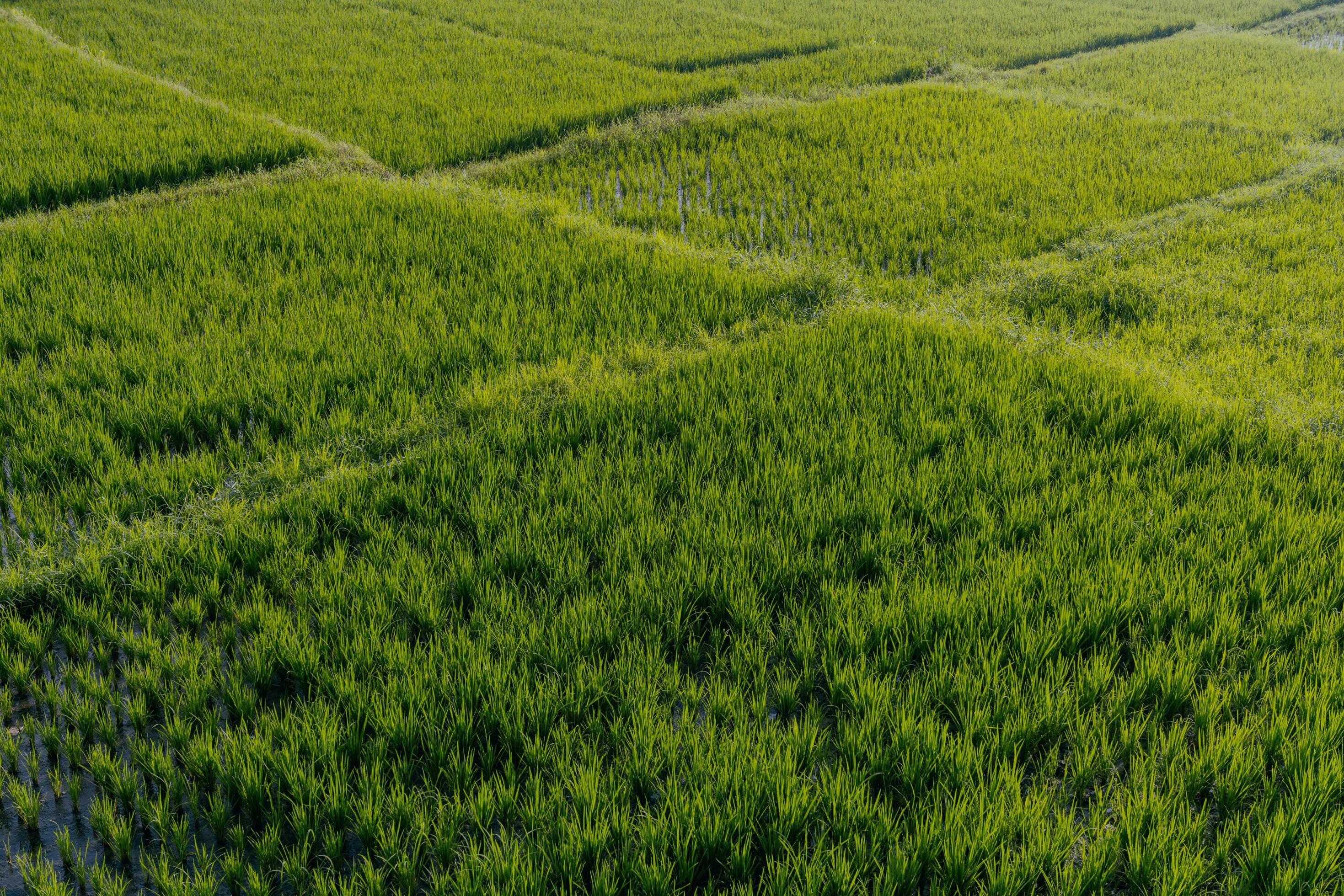 2939x1960 agriculture. Rice field wallpaper