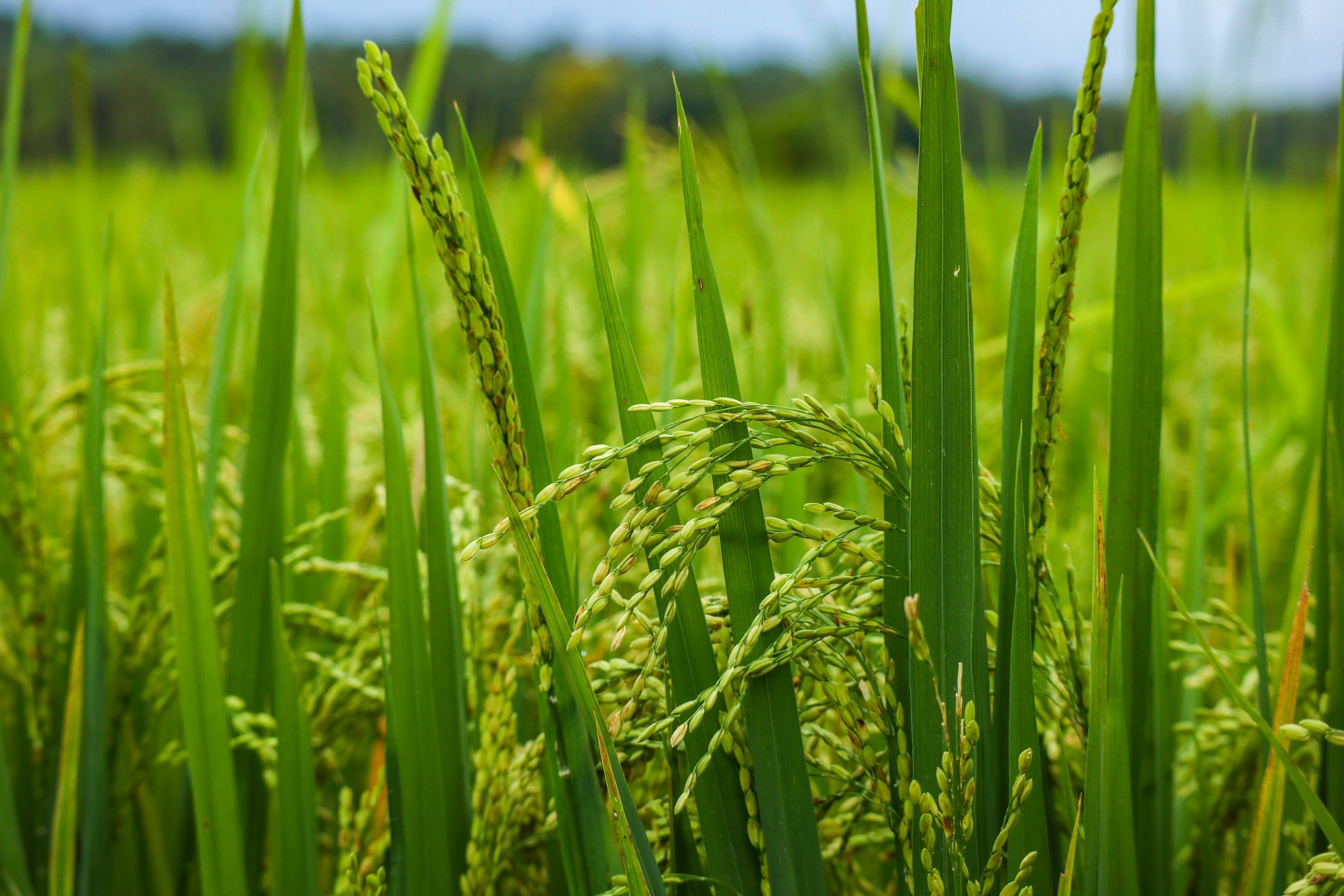 3000x2000 Paddy Field Picture
