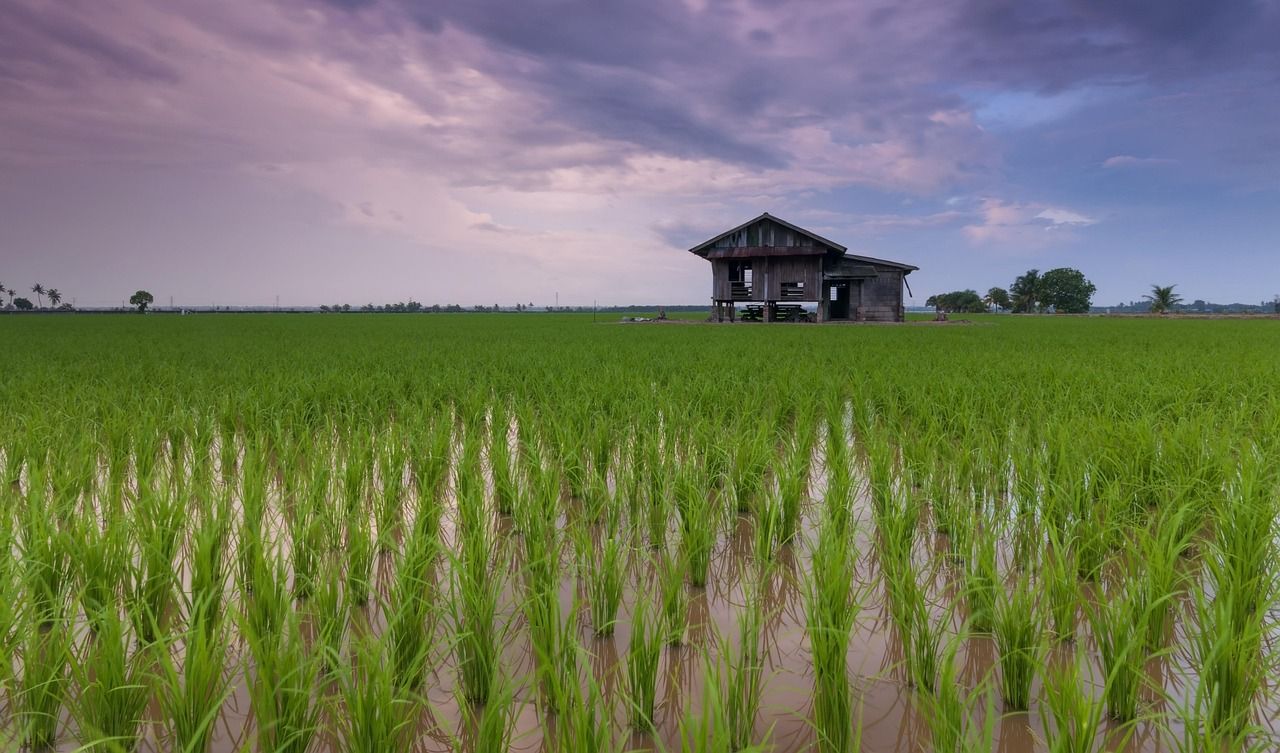 1280x753 Rice Field Cottage Farm