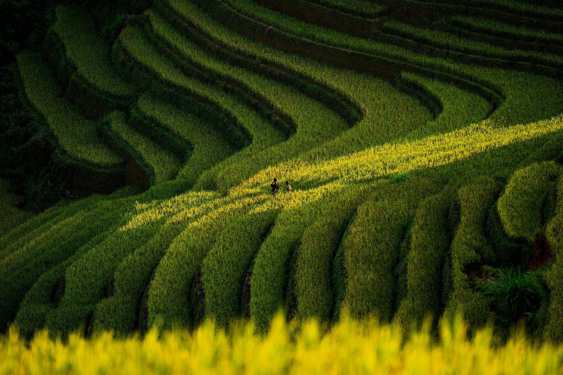 1920x1280 Download Man Made Rice Terrace HD Wallpaper