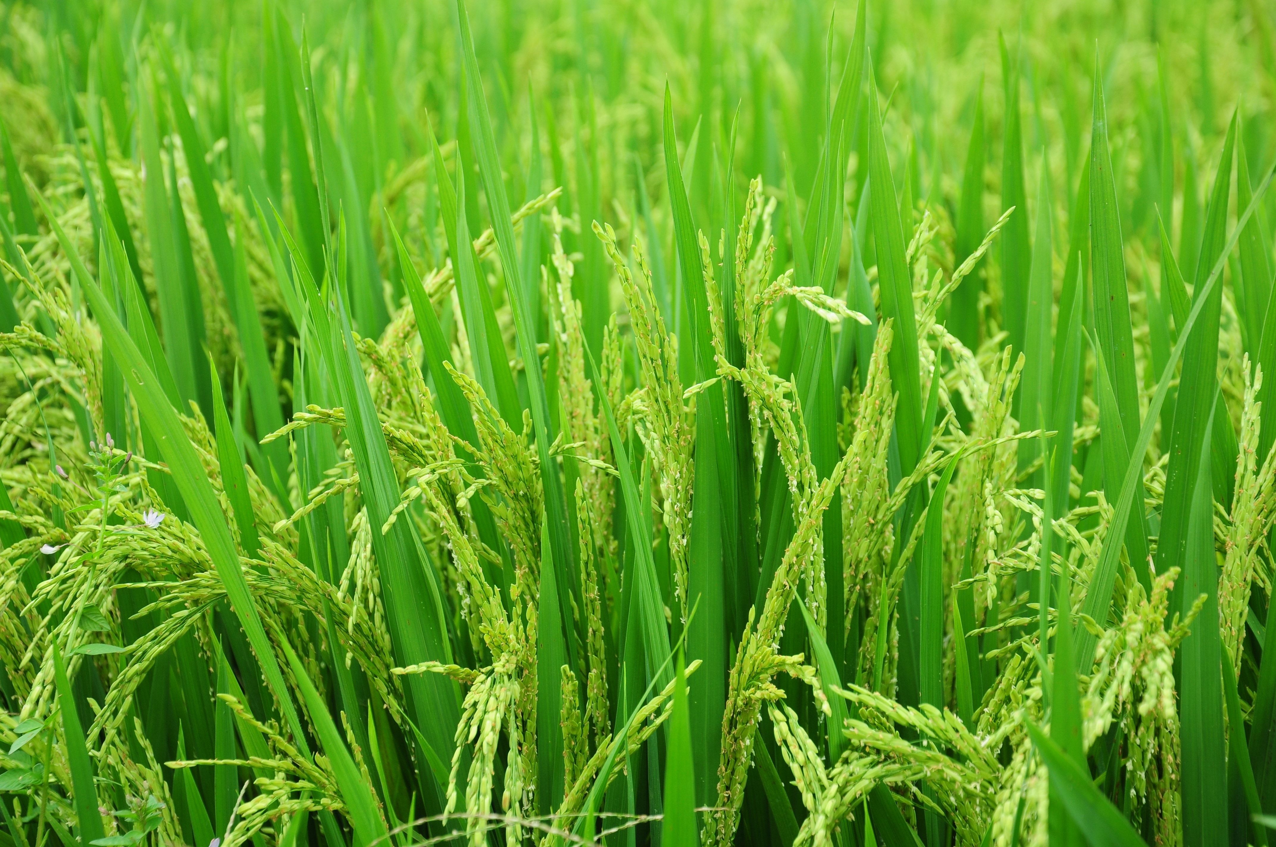 4288x2848 green rice plant field free image