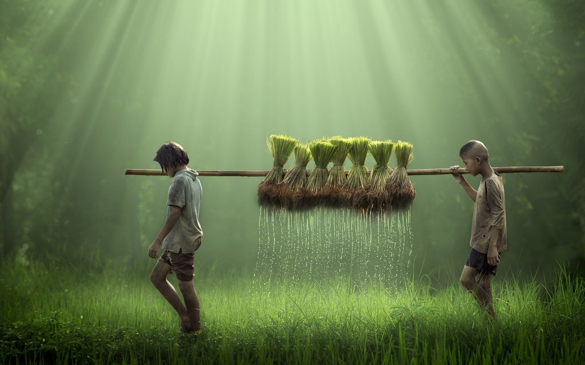 1920x1200 RICE HD wallpaper