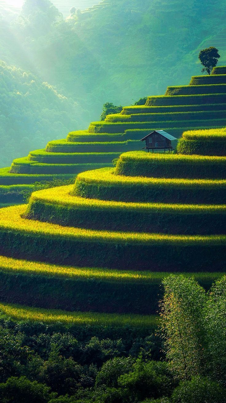 736x1309 Paddy Field