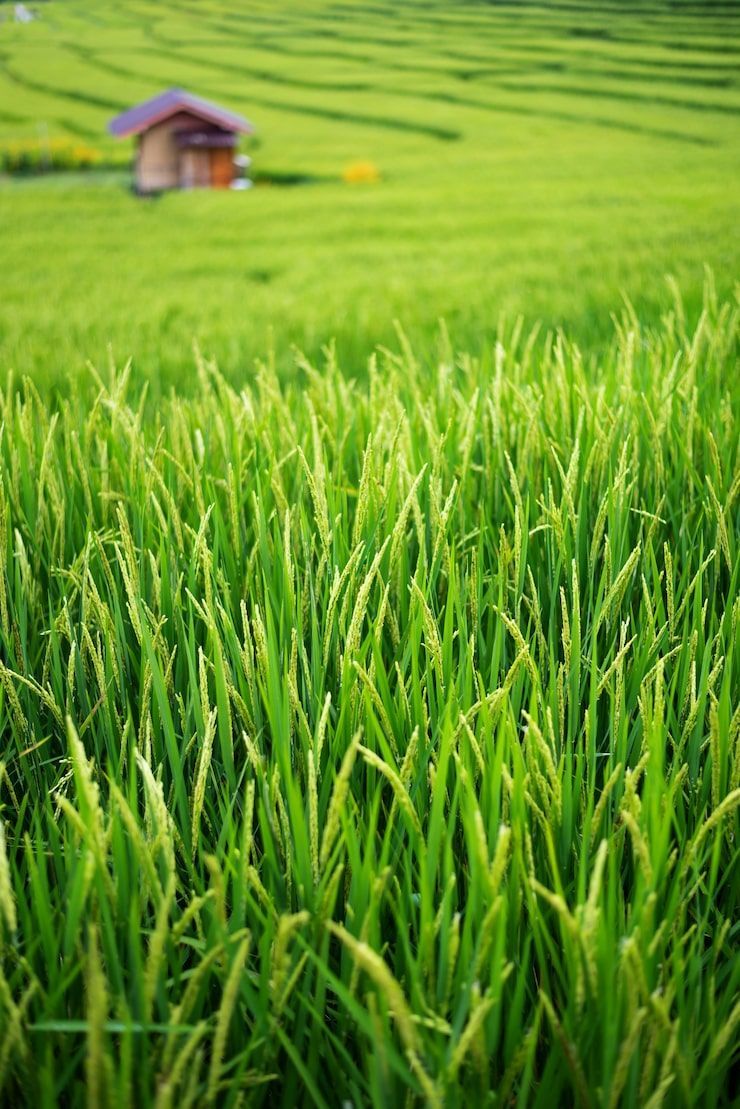 740x1109 Rice field wallpaper Image